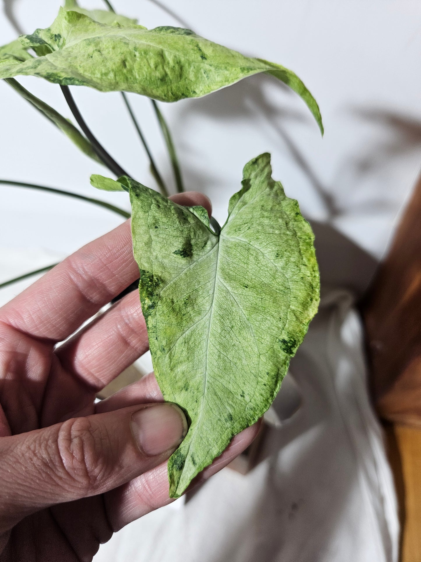 Syngonium Green Flecked (SYN-194)