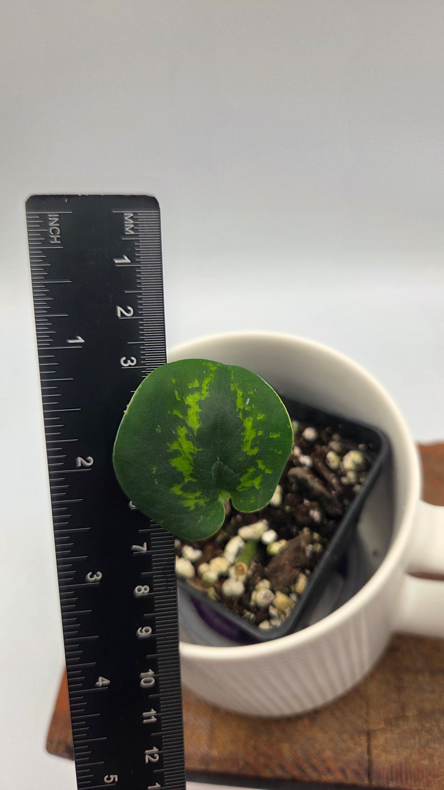Scindapsus Macan (SCI-1510)