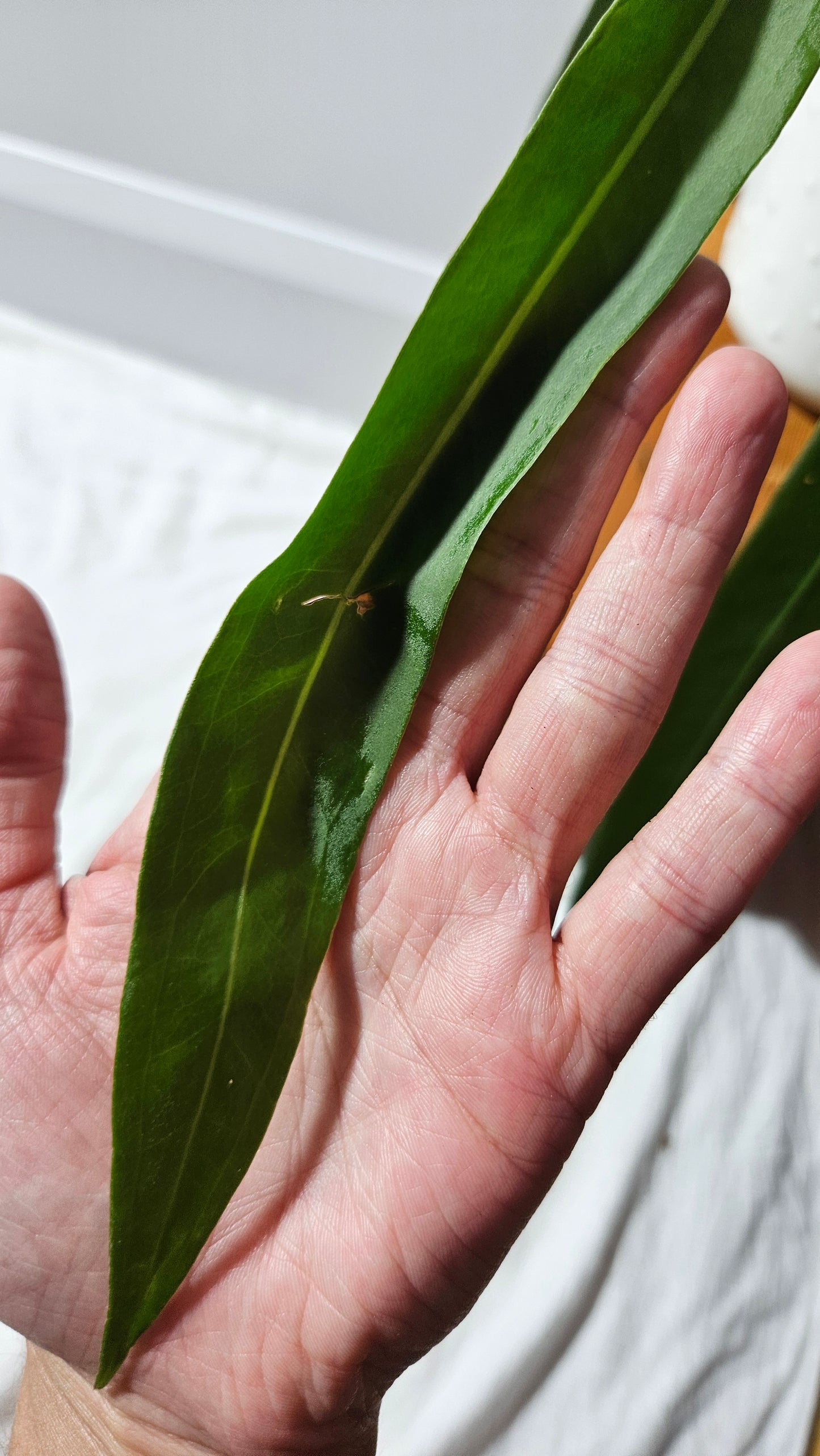 Anthurium Pallidiflorum "format MOYEN/LARGE"(ANT-600)