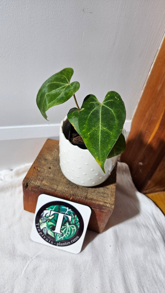 Anthurium Papilllaminum Legend "MEDIUM/LARGE format" (ANT-115)