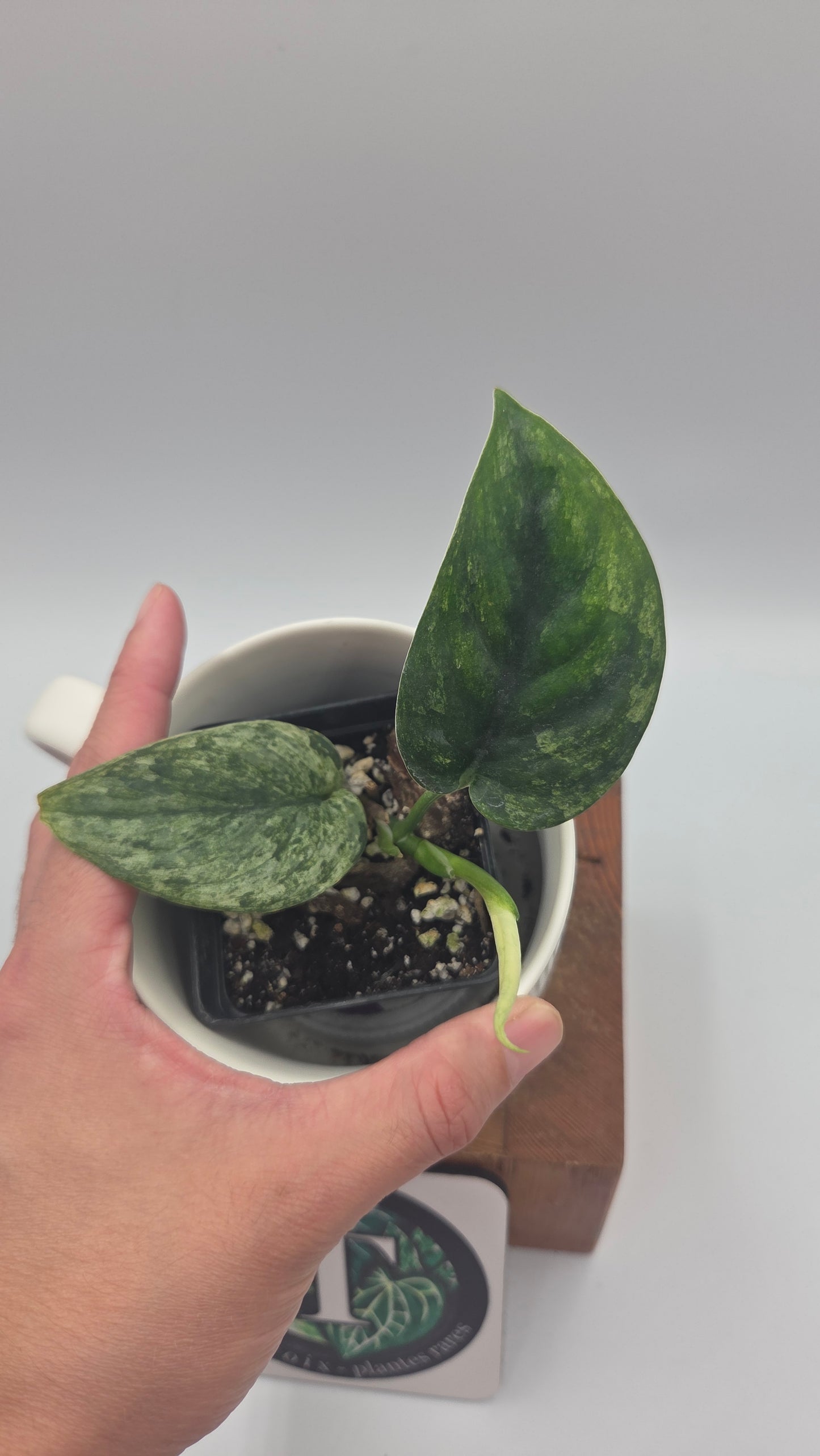Scindapsus Silver Satin albo (SCI-1506)