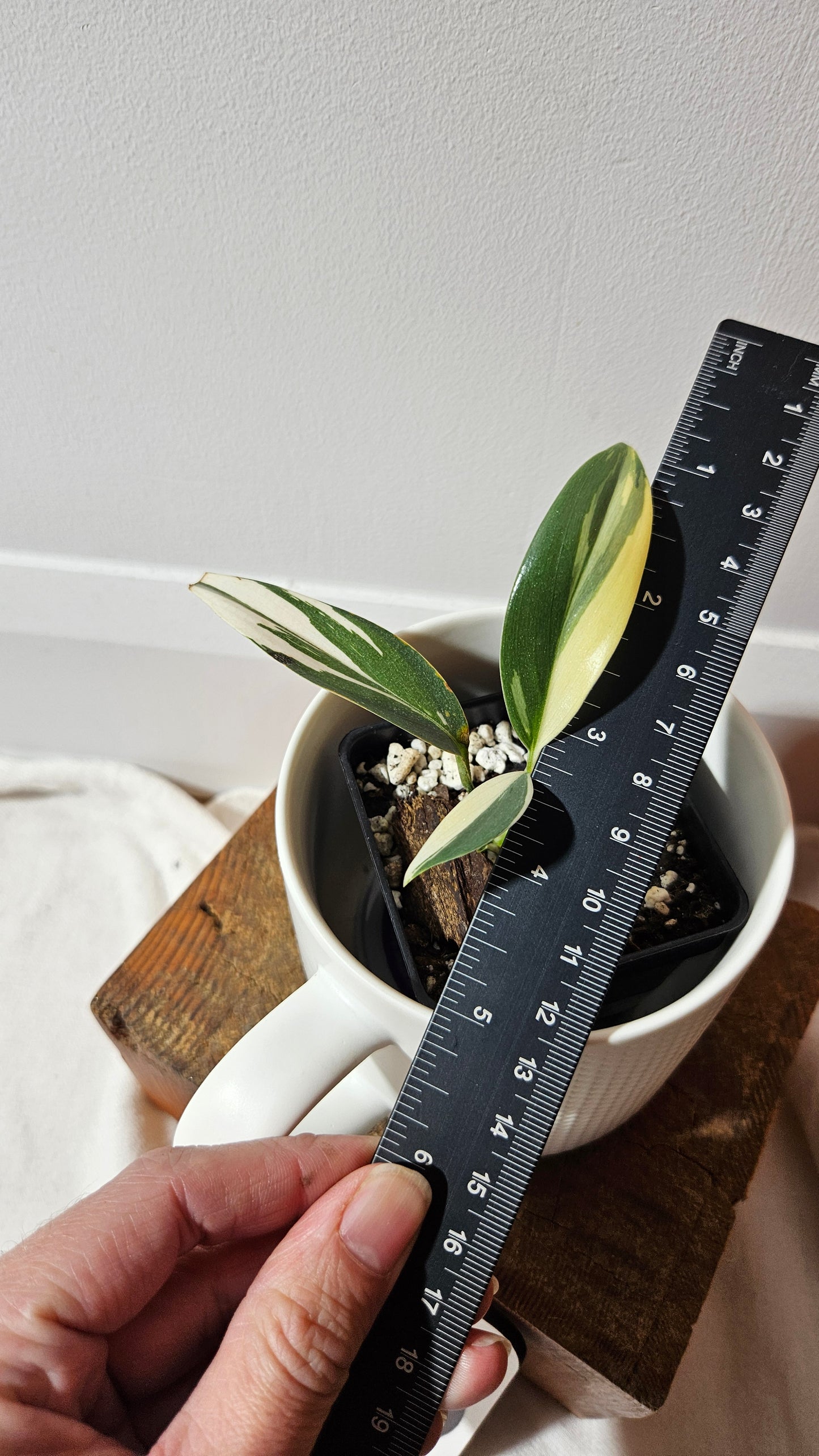 Scindapsus Hederaceus Blue Albo (SCI-1341)