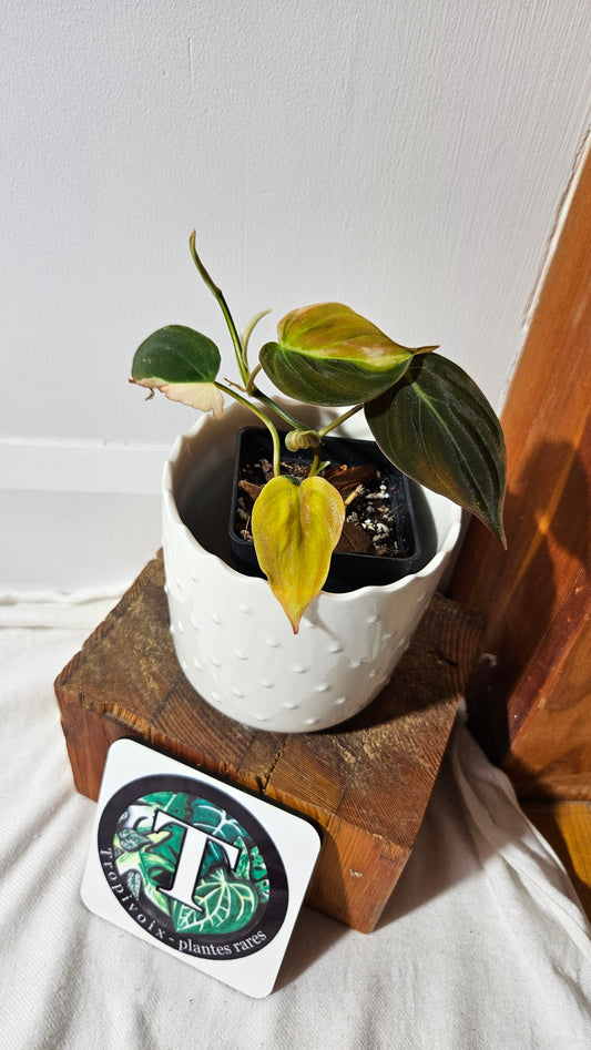 Philodendron Mican Variegata (PHI-842)