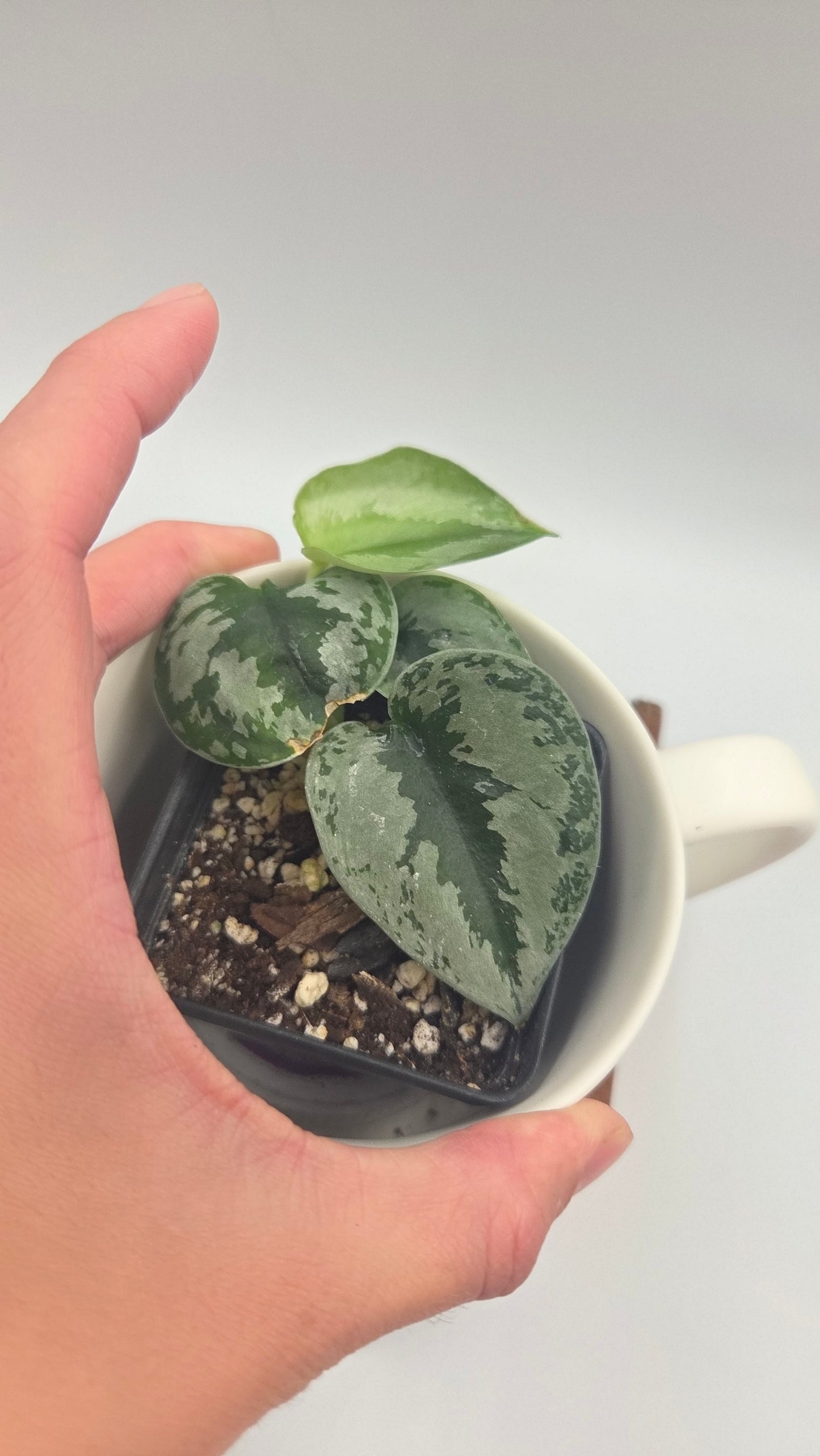Scindapsus Sparkling (SCI-1495)