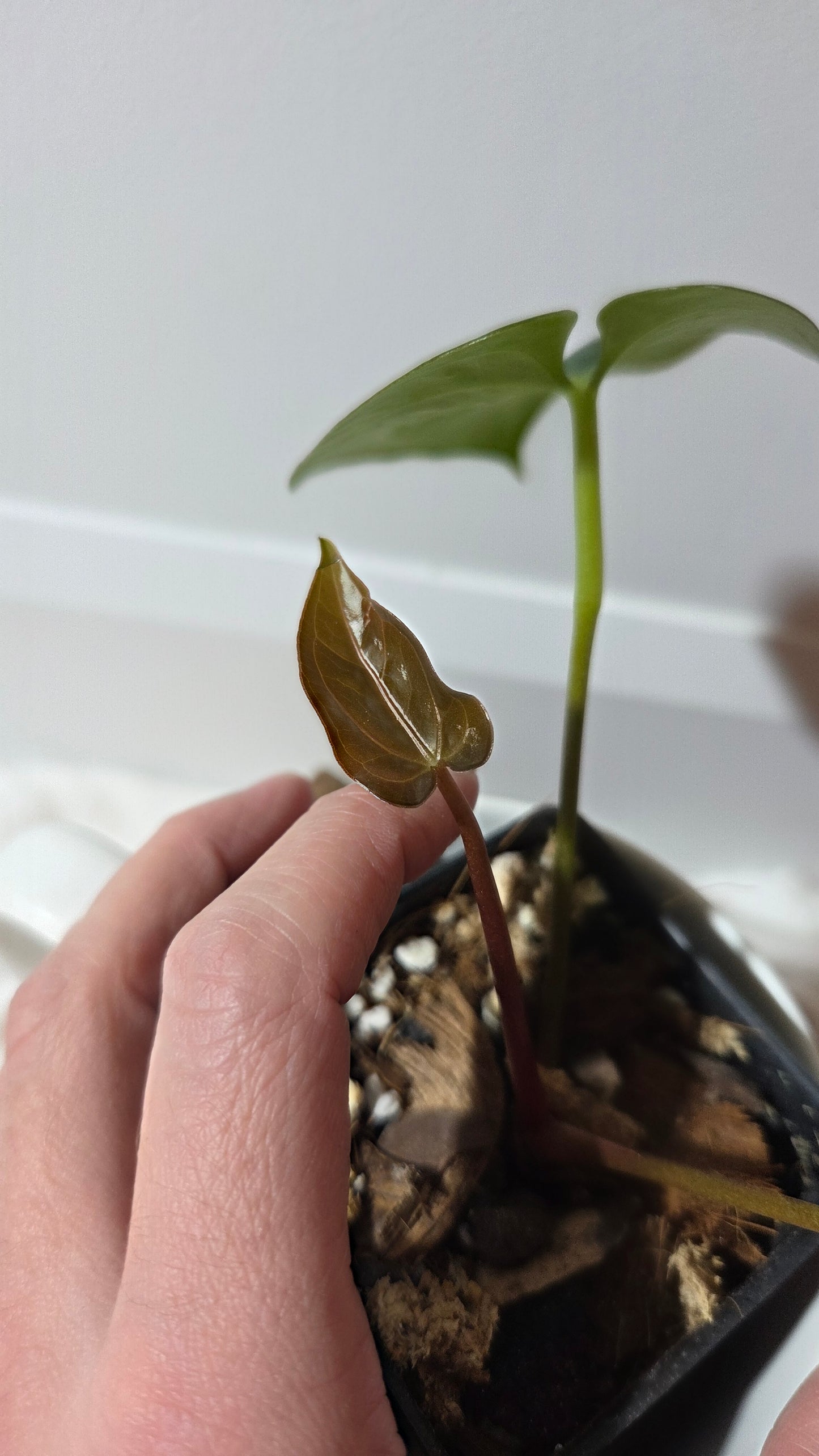 Anthurium Goliath X Papillilaminum "format MOYEN" (ANT-659)