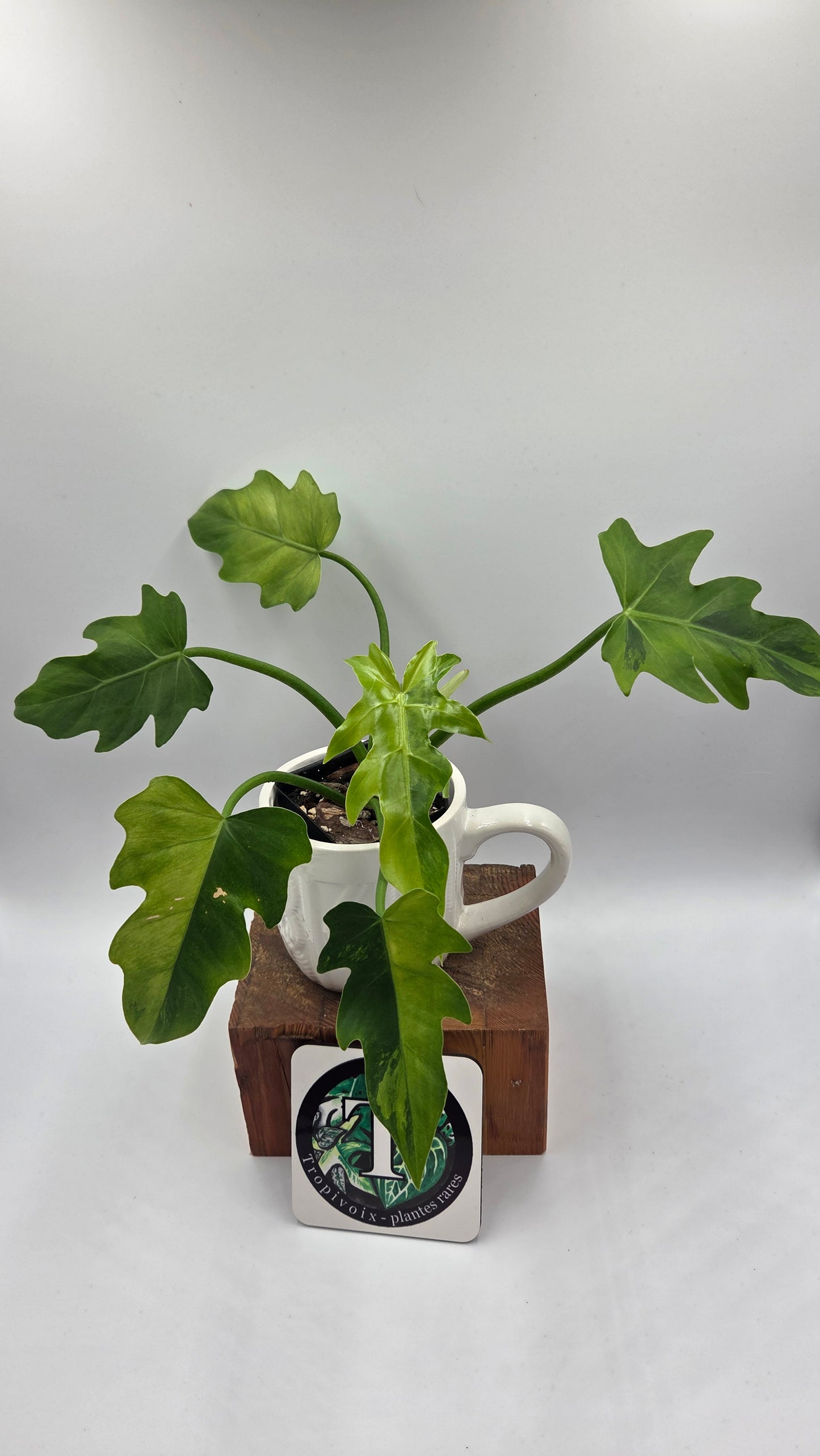 Philodendron Radiatum Variegata (PHI-1020)
