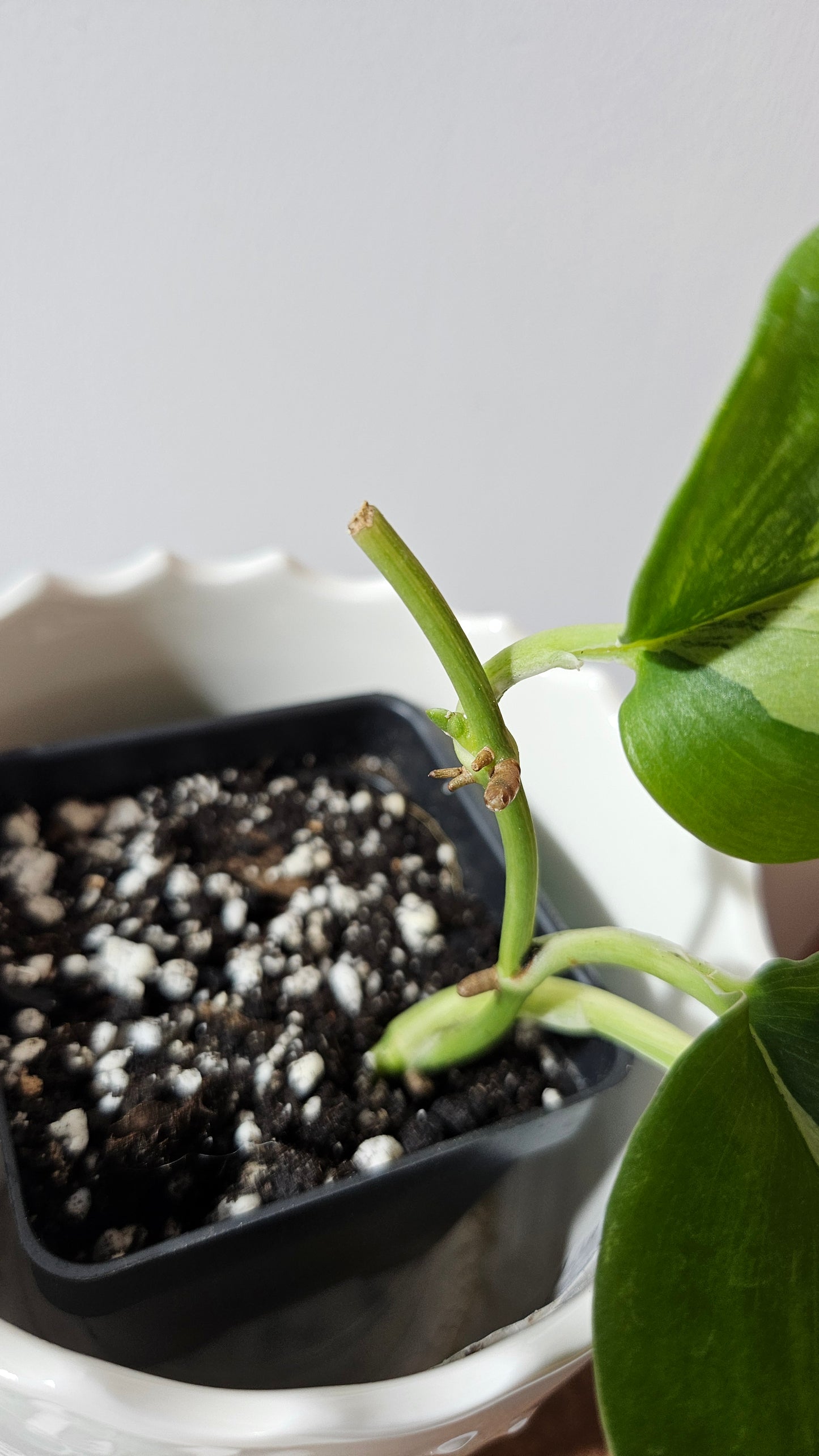 Scindapsus Rubicon (SCI-989)