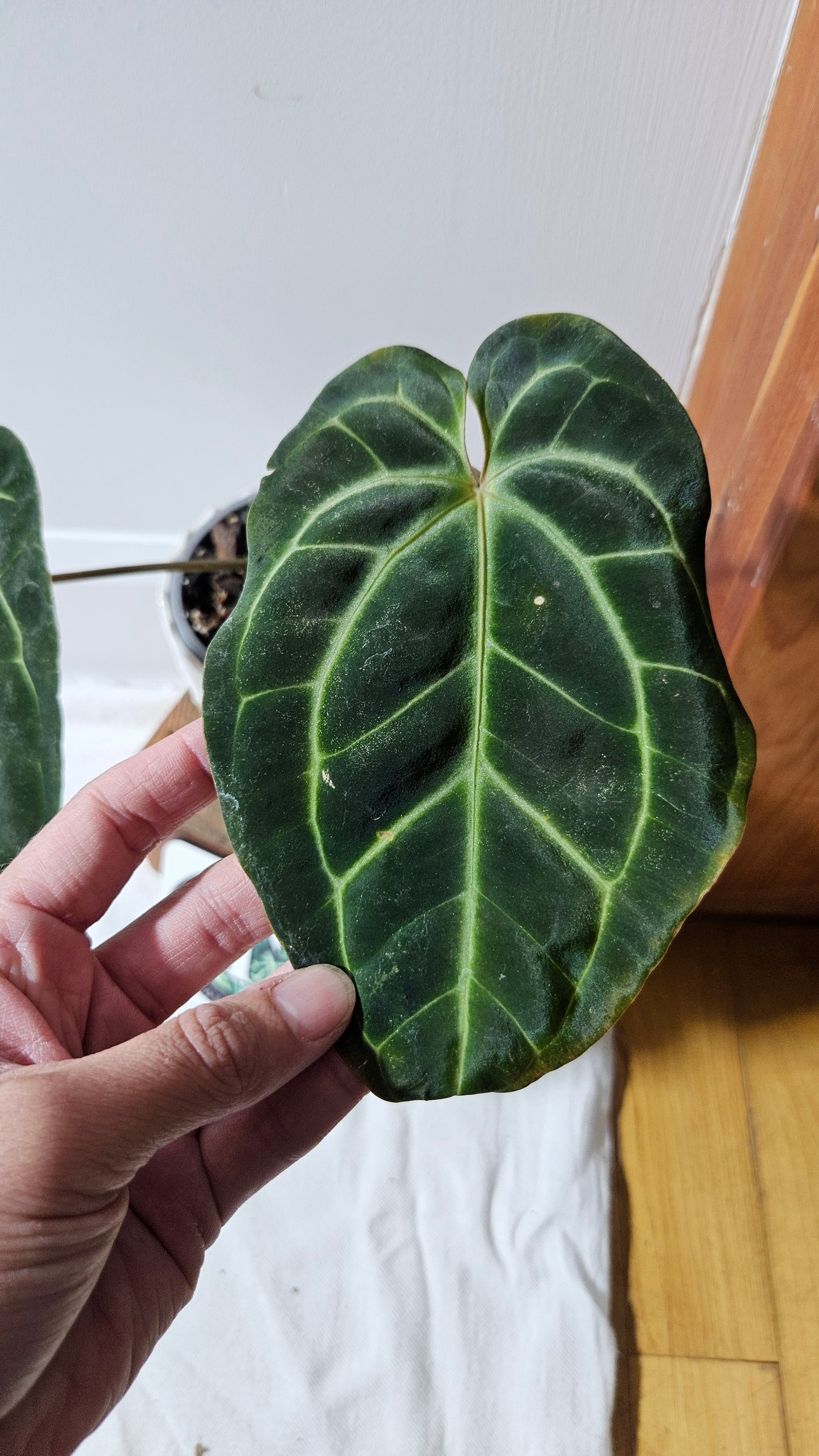 Anthurium Besseae Aff Super Round "MEDIUM Format" (ANT-207)