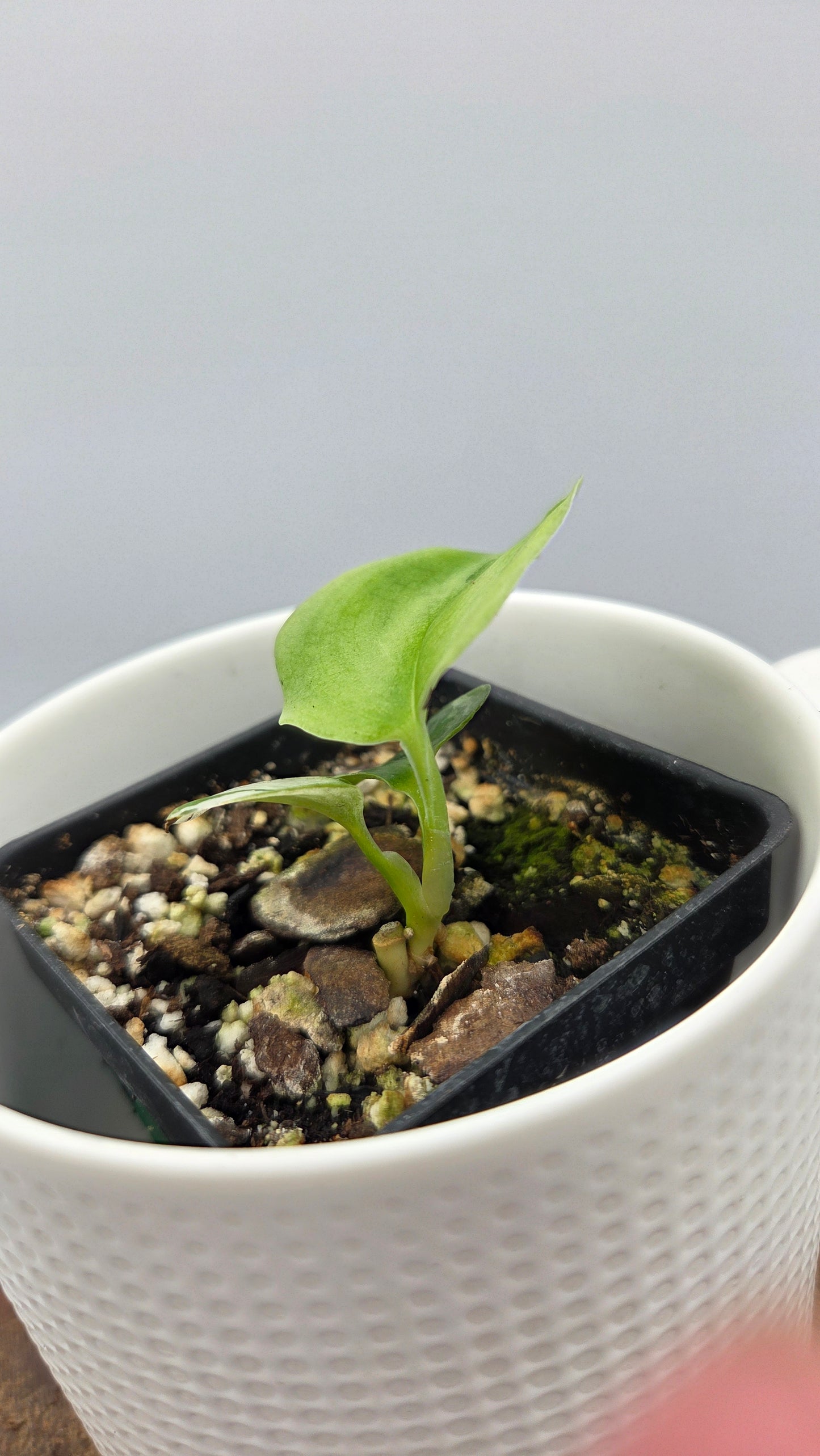 Scindapsus Moonlight Mint (SCI-874)