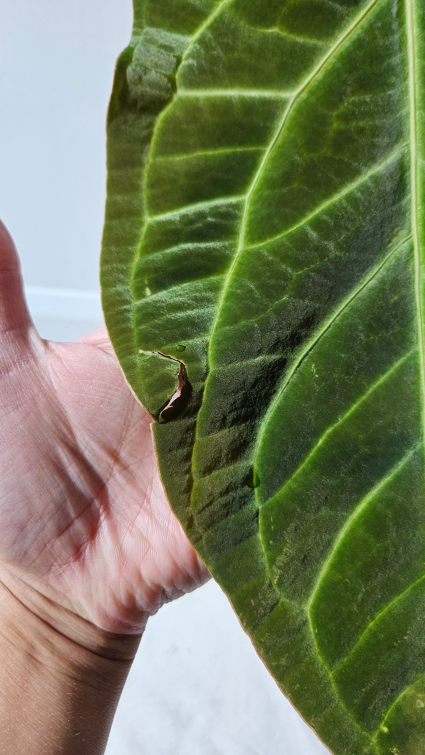 Anthurium Besseae Aff Black "Format LARGE" (ANT-566)