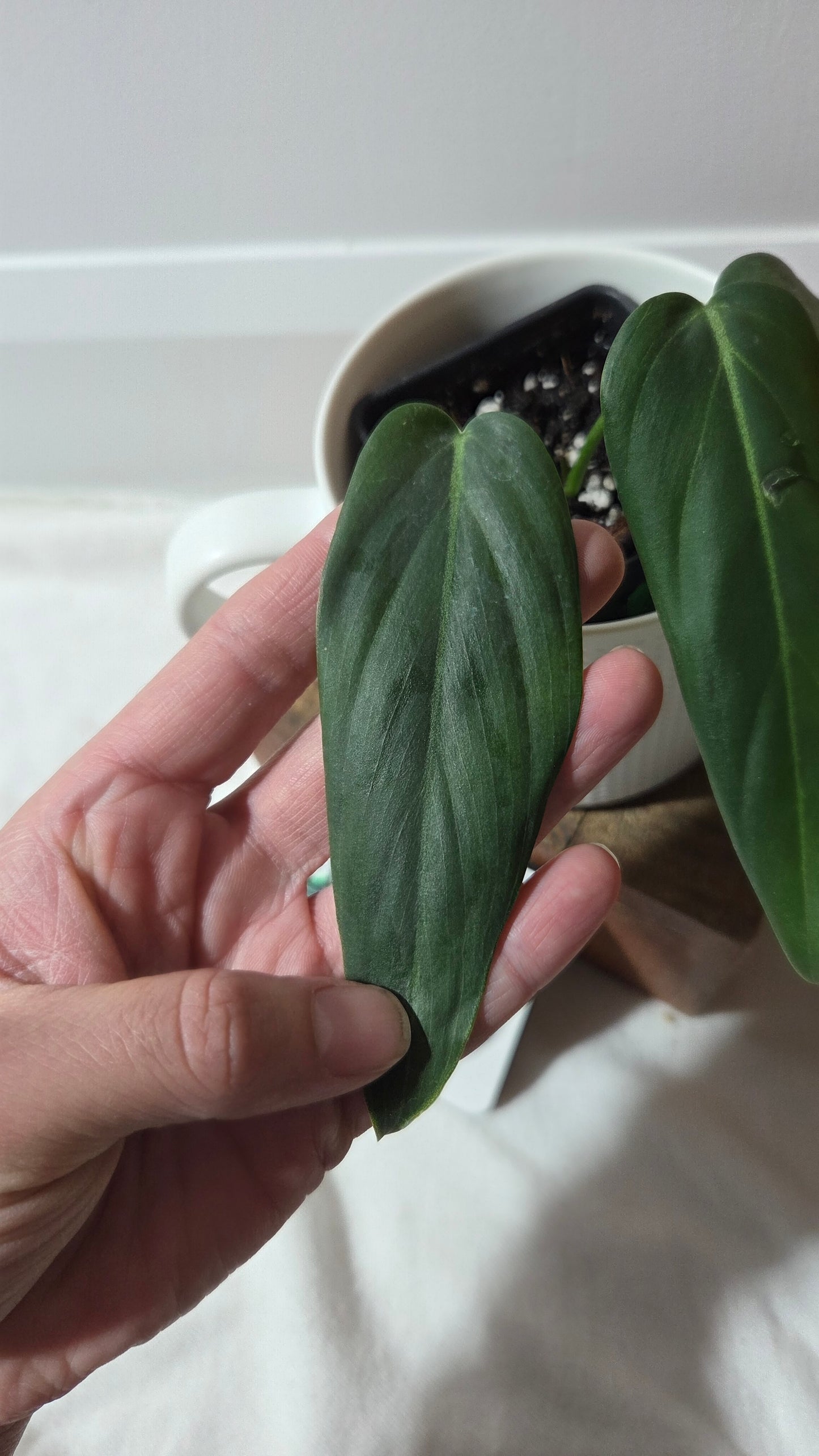 Philodendron Morning Sun  (Gloriosum X Asplundii)       (PHI-977)