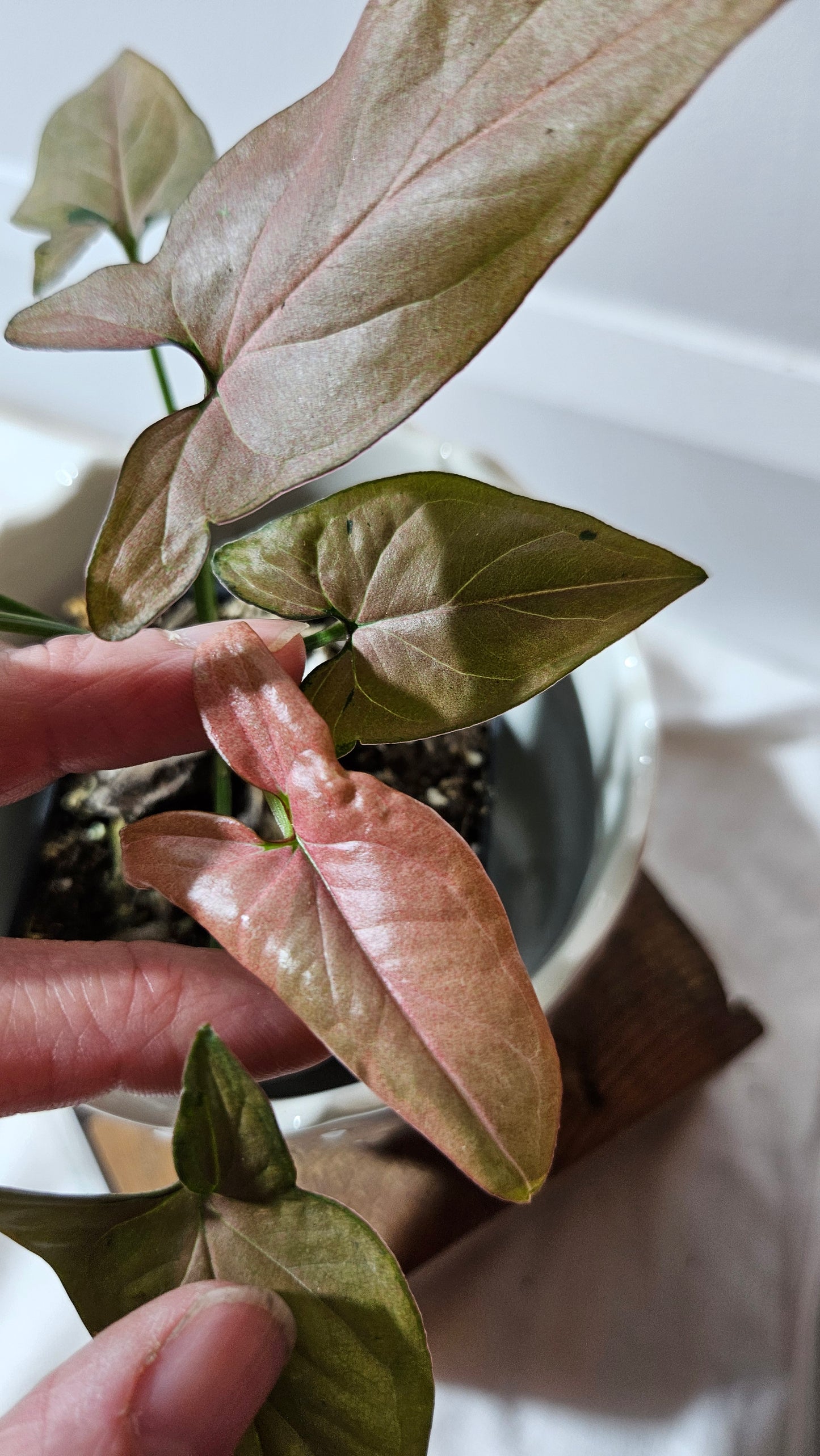 Syngonium Pink Emerald (SYN-438)