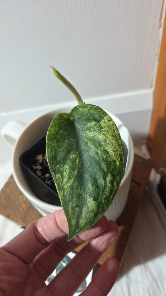 Scindapsus Silver Satin albo (SCI-1376)