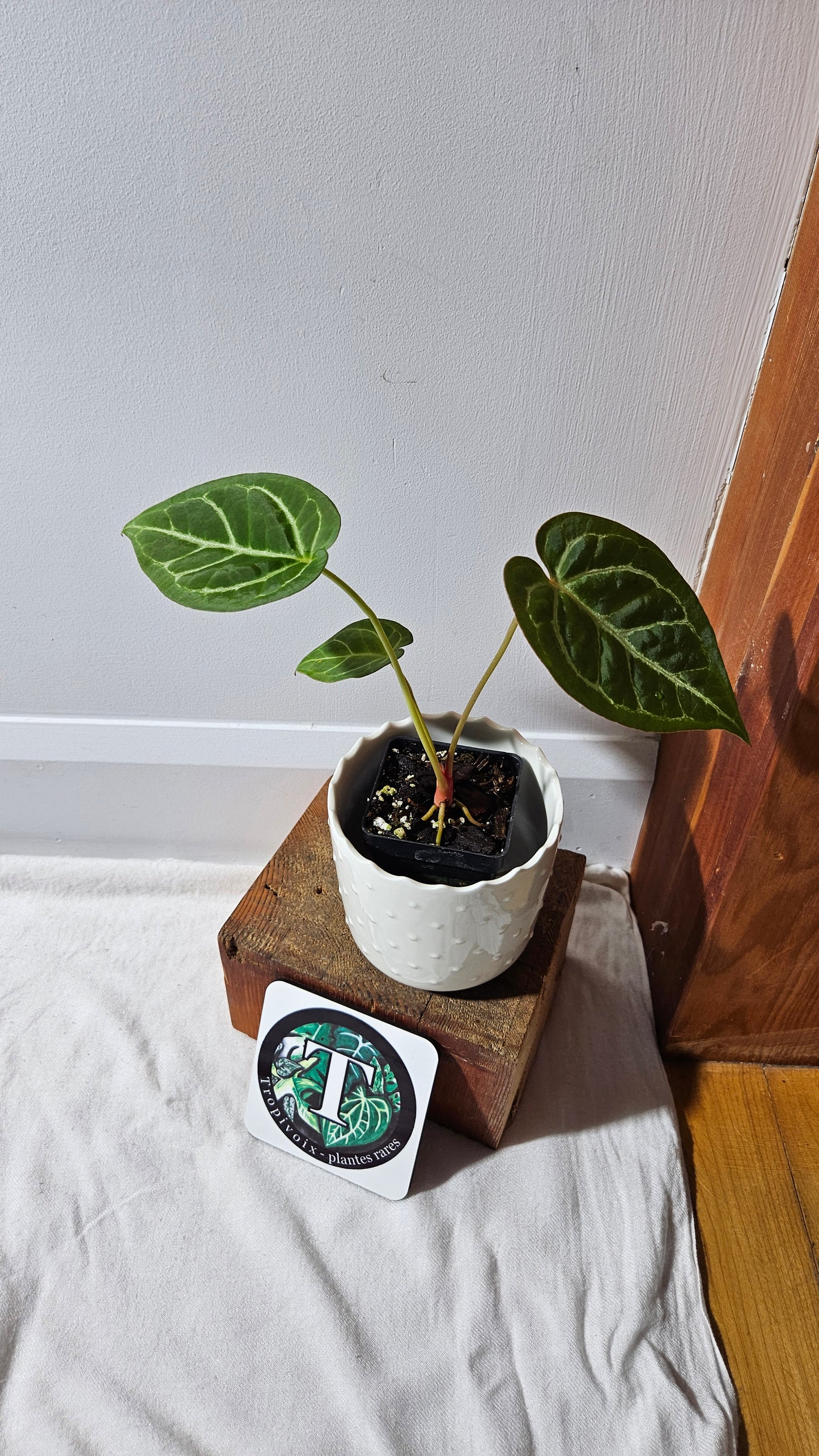 Anthurium  Crystallinum Hybrid "format MOYEN" (ANT-177)