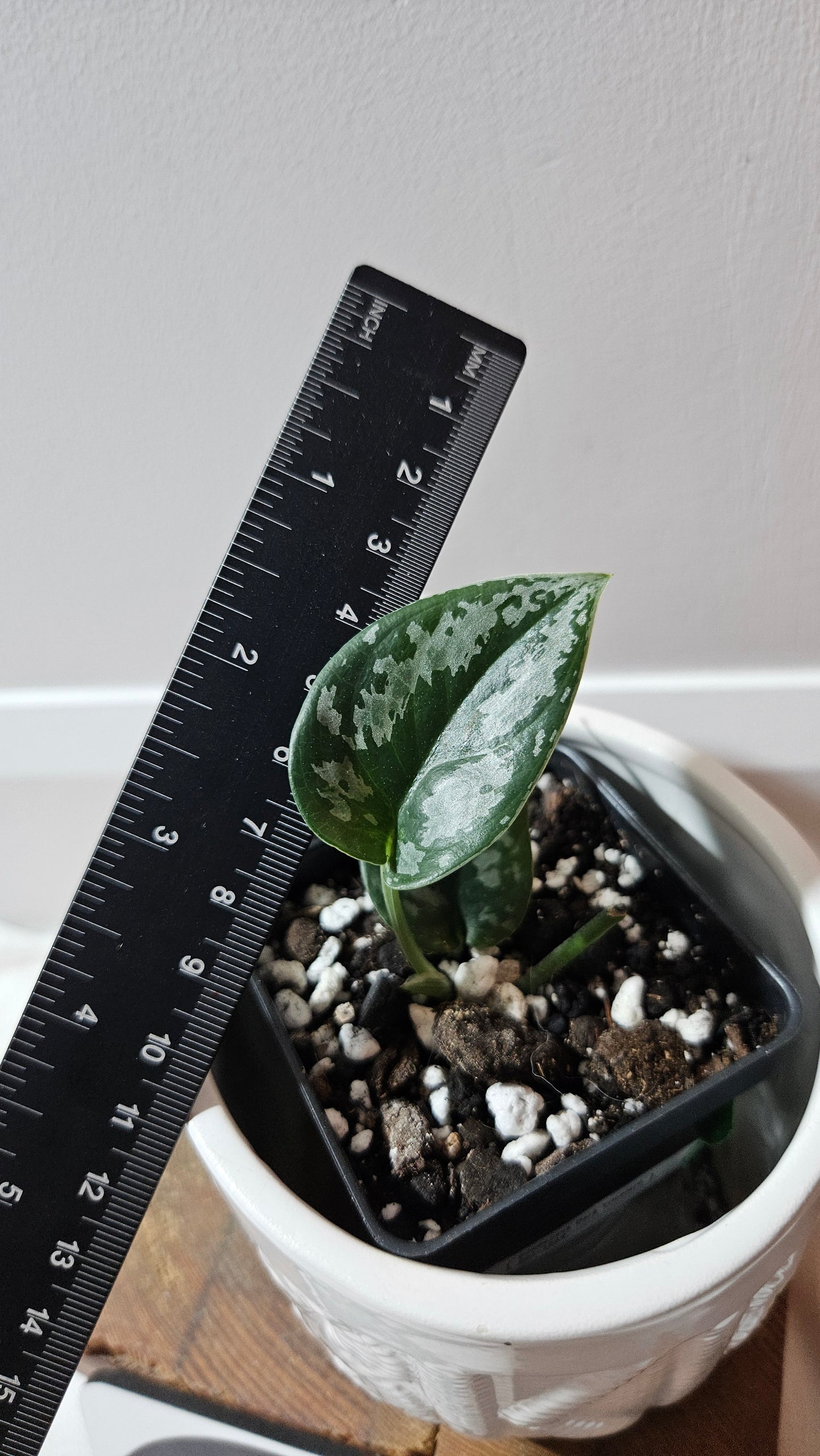 Scindapsus Dark Tricolore (SCI-1224)