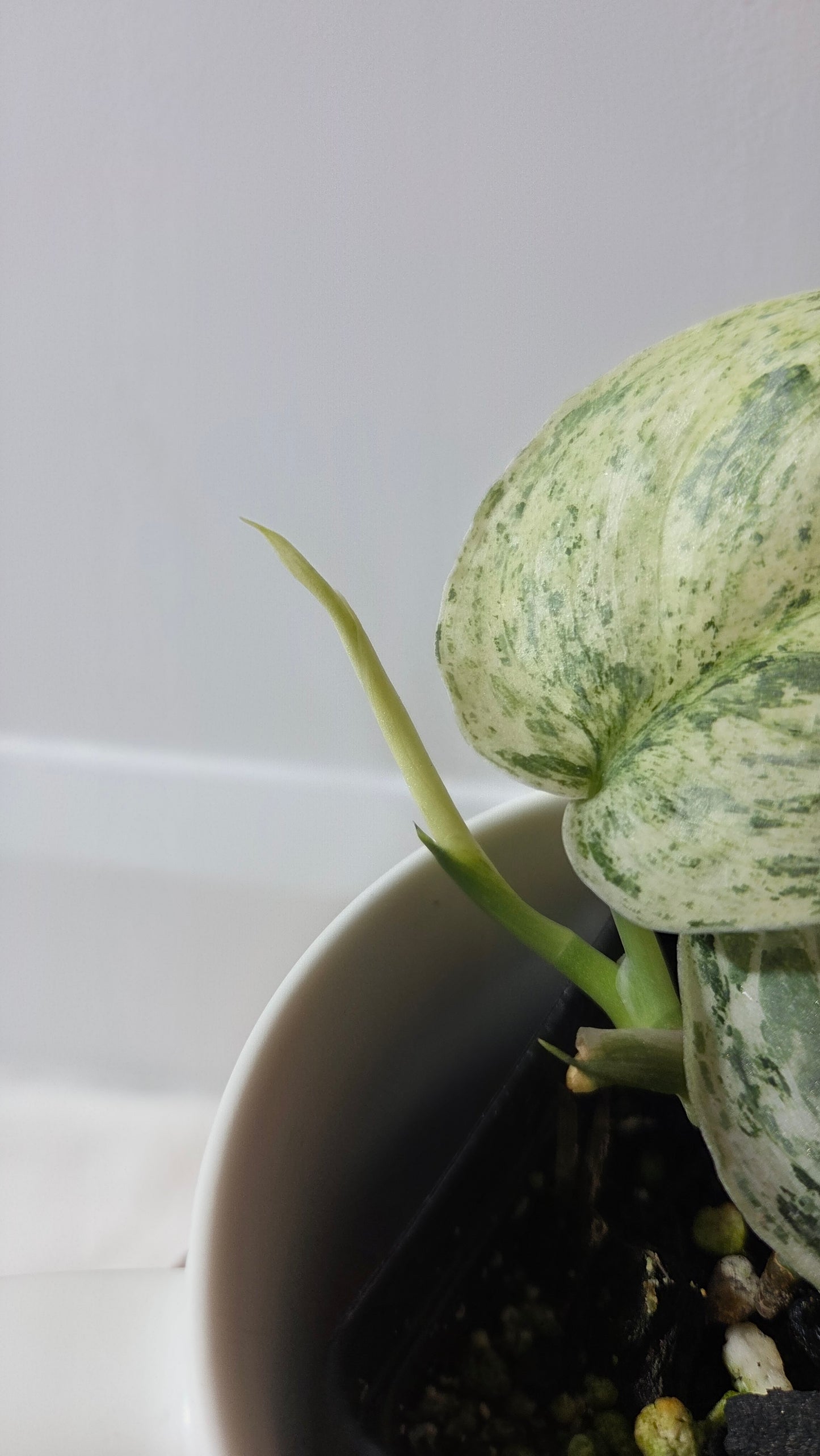 Scindapsus Peasun (SCI-1062)