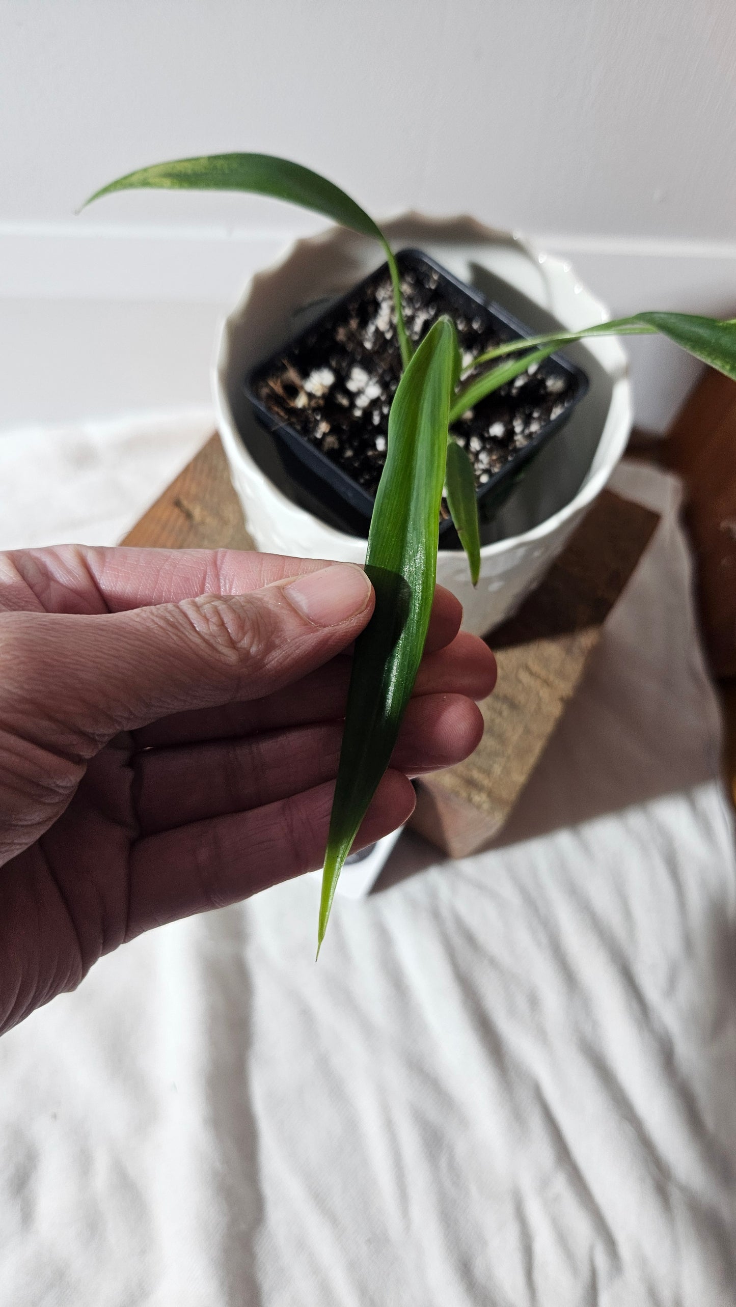 Philodendron Holtonianum (PHI-765)