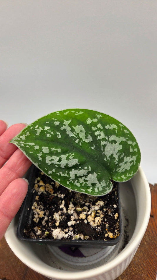 Scindapsus Silver Queen (SCI-1185)