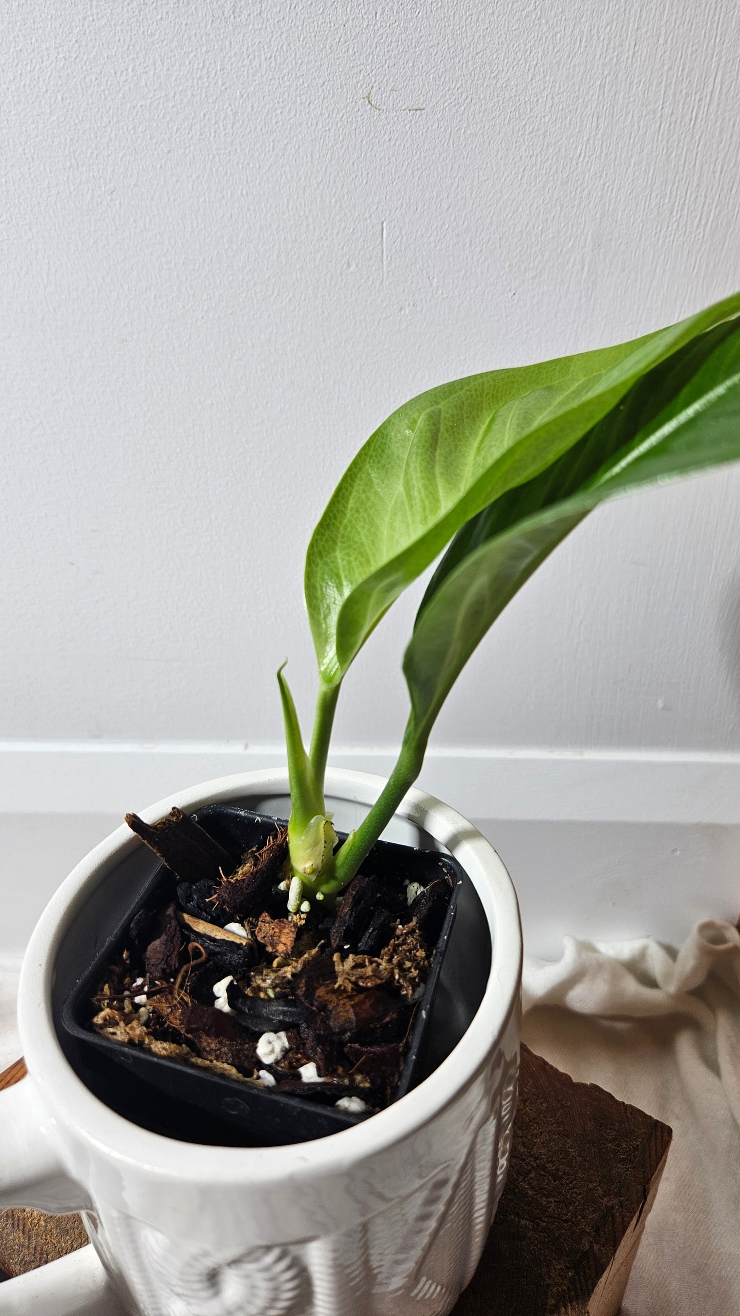 Anthurium Oxycarpum X Reflexinervium "format MOYEN"(ANT-193)