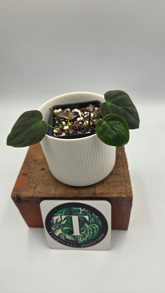 Philodendron Mican (PHI-1048)