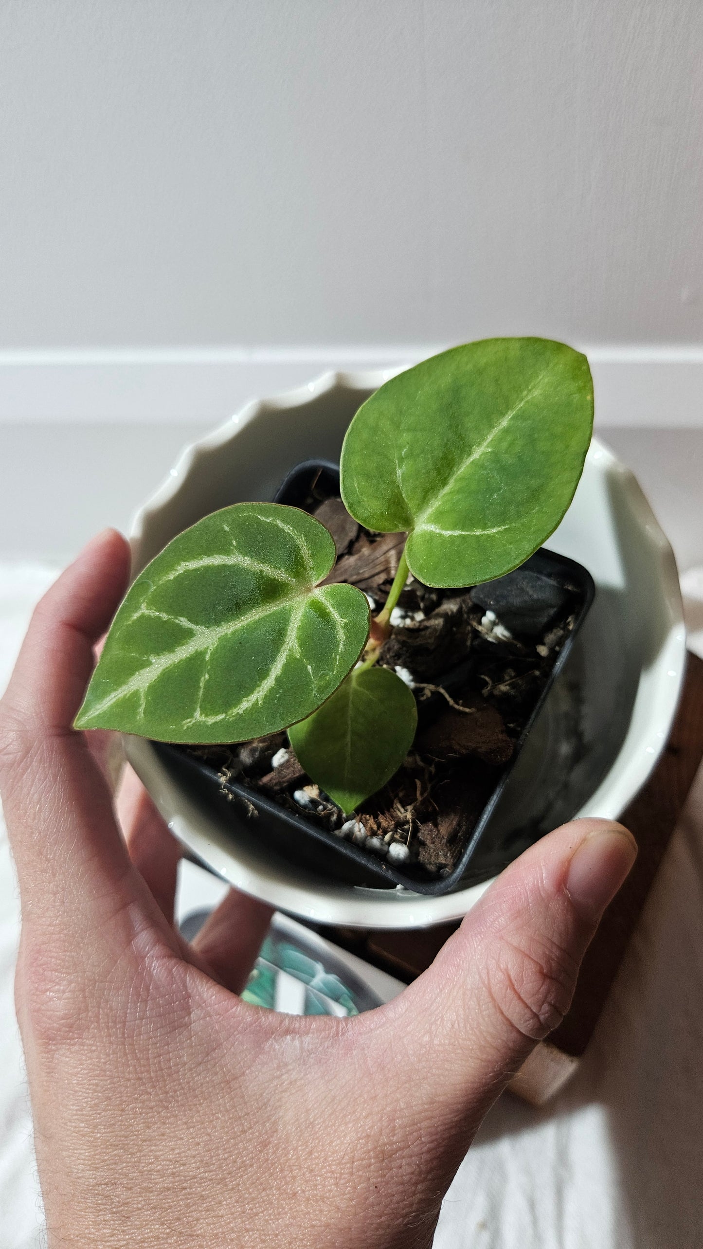 Anthurium Hoffmanii "format SEEDLING" (ANT-586)