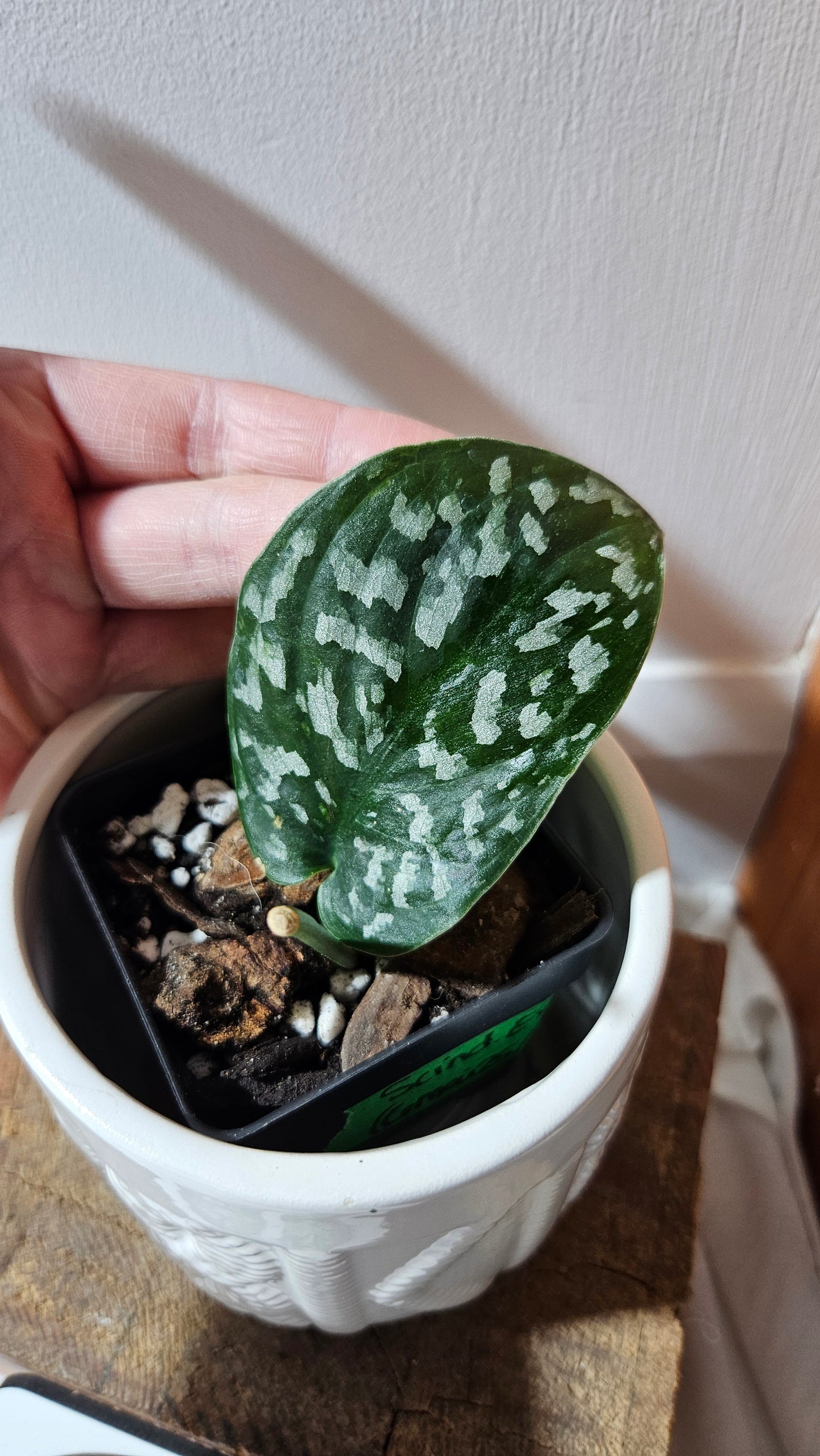 Scindapsus Exotica Batik (SCI-1116)