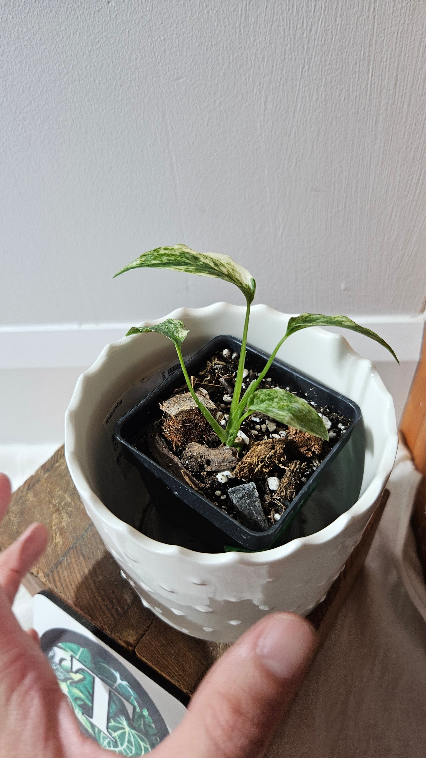 Monstera Laniata Mint (MON-418)