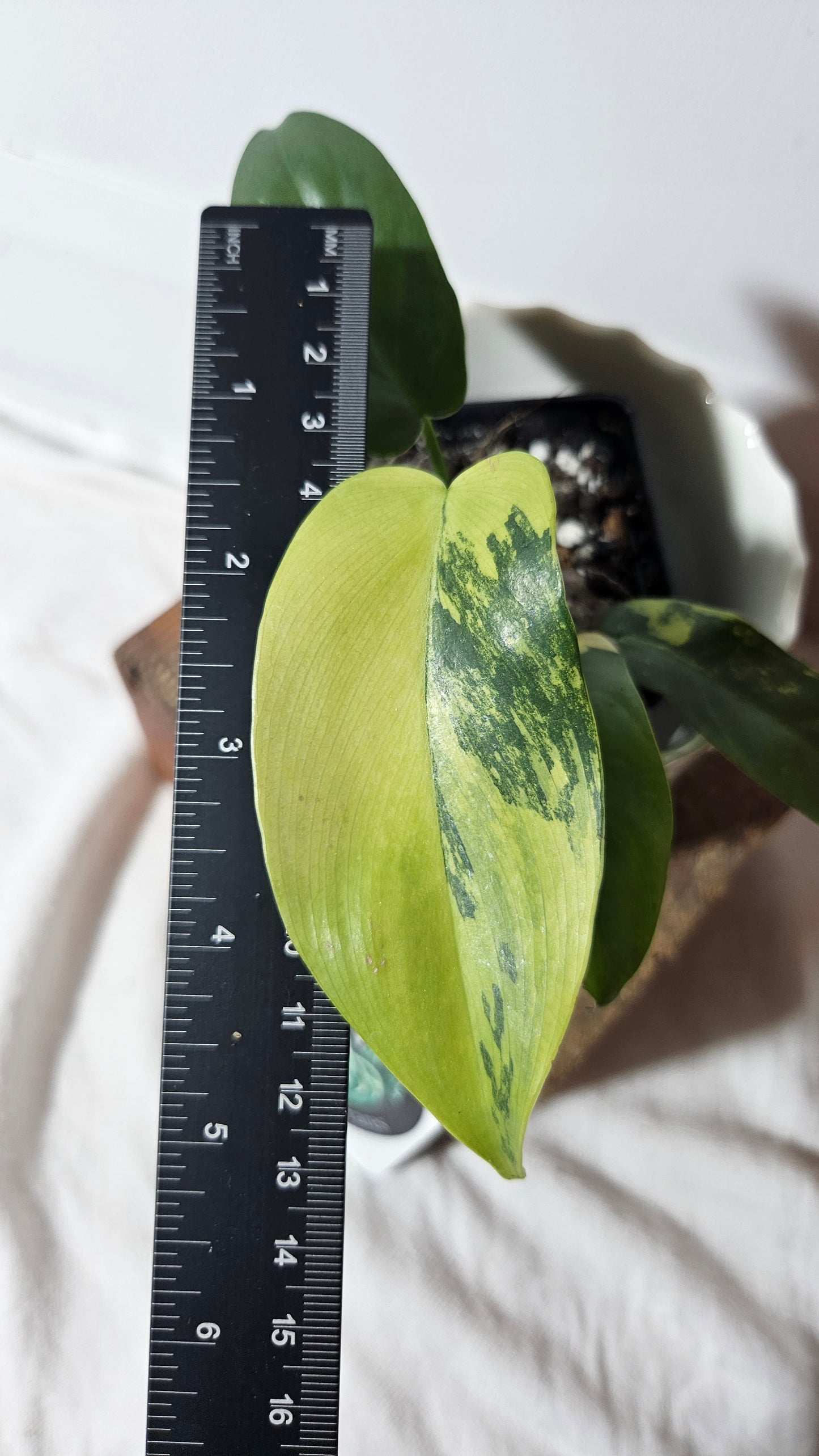 Philodendron Violin Variegata (PHI-634)