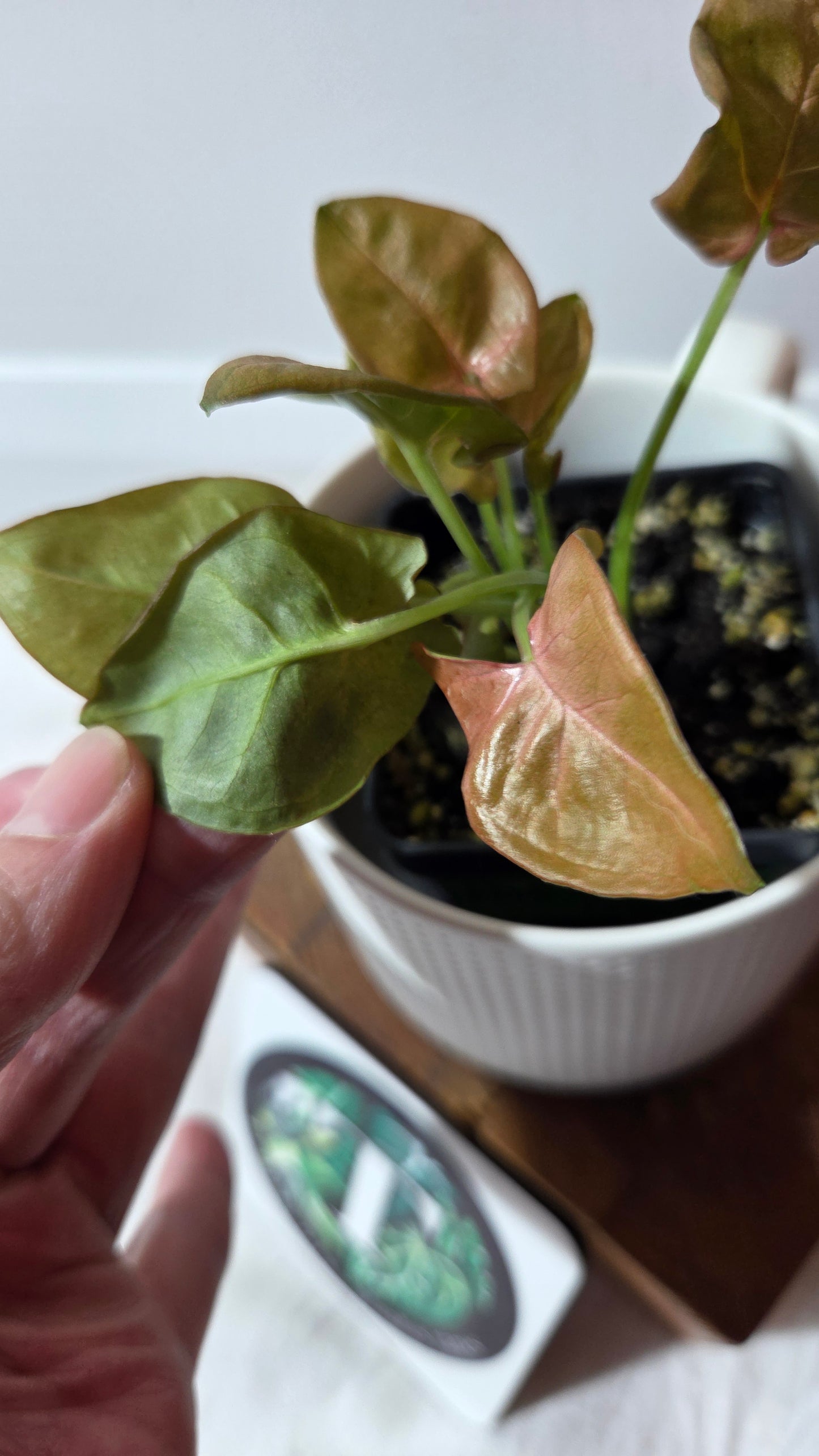 Syngonium Pink Neon Robusta (SYN-489)