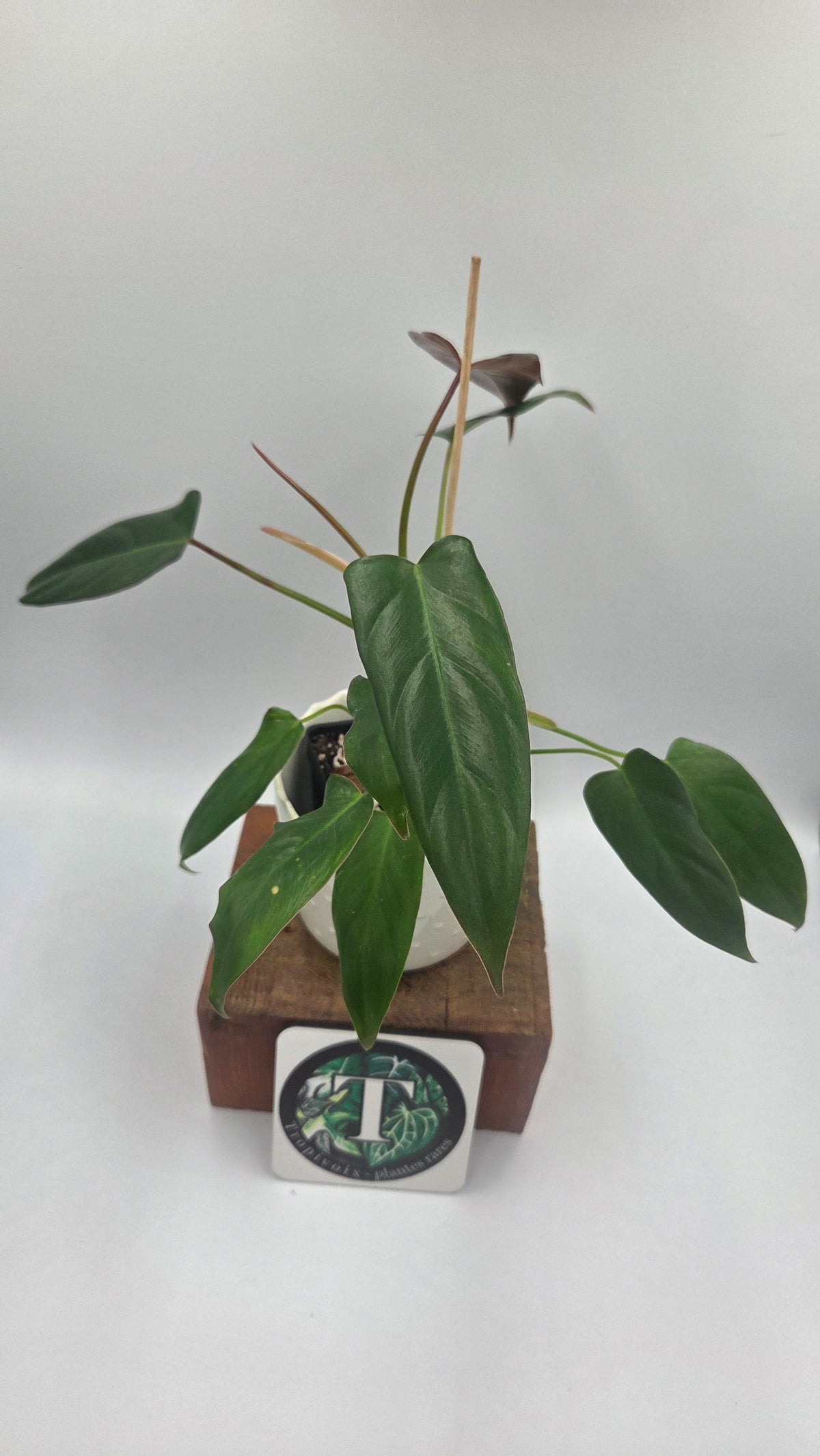 Philodendron Pangui Sunset /(P. Pinnatilobum/P. Spiritus Santi) (PHI-1092)