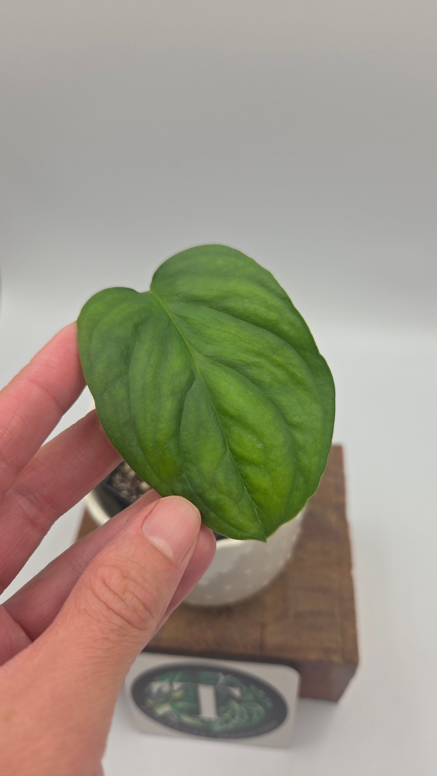 Monstera Obliqua Aff Nueva Loja (MON-559)