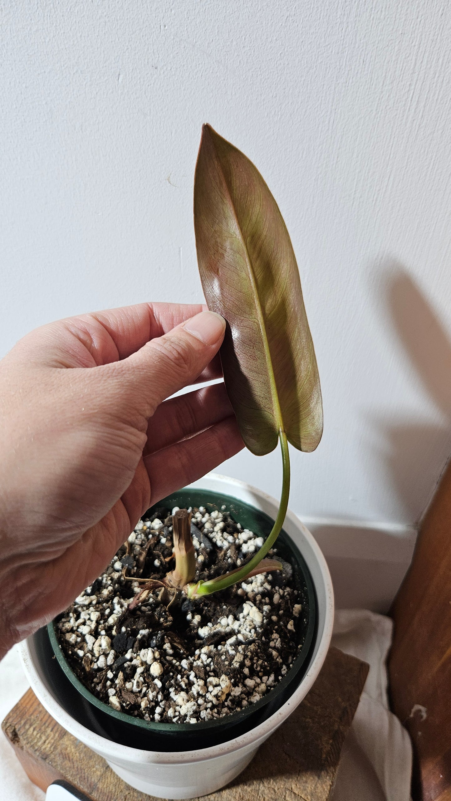 Philodendron Atabenpoense (PHI-944)