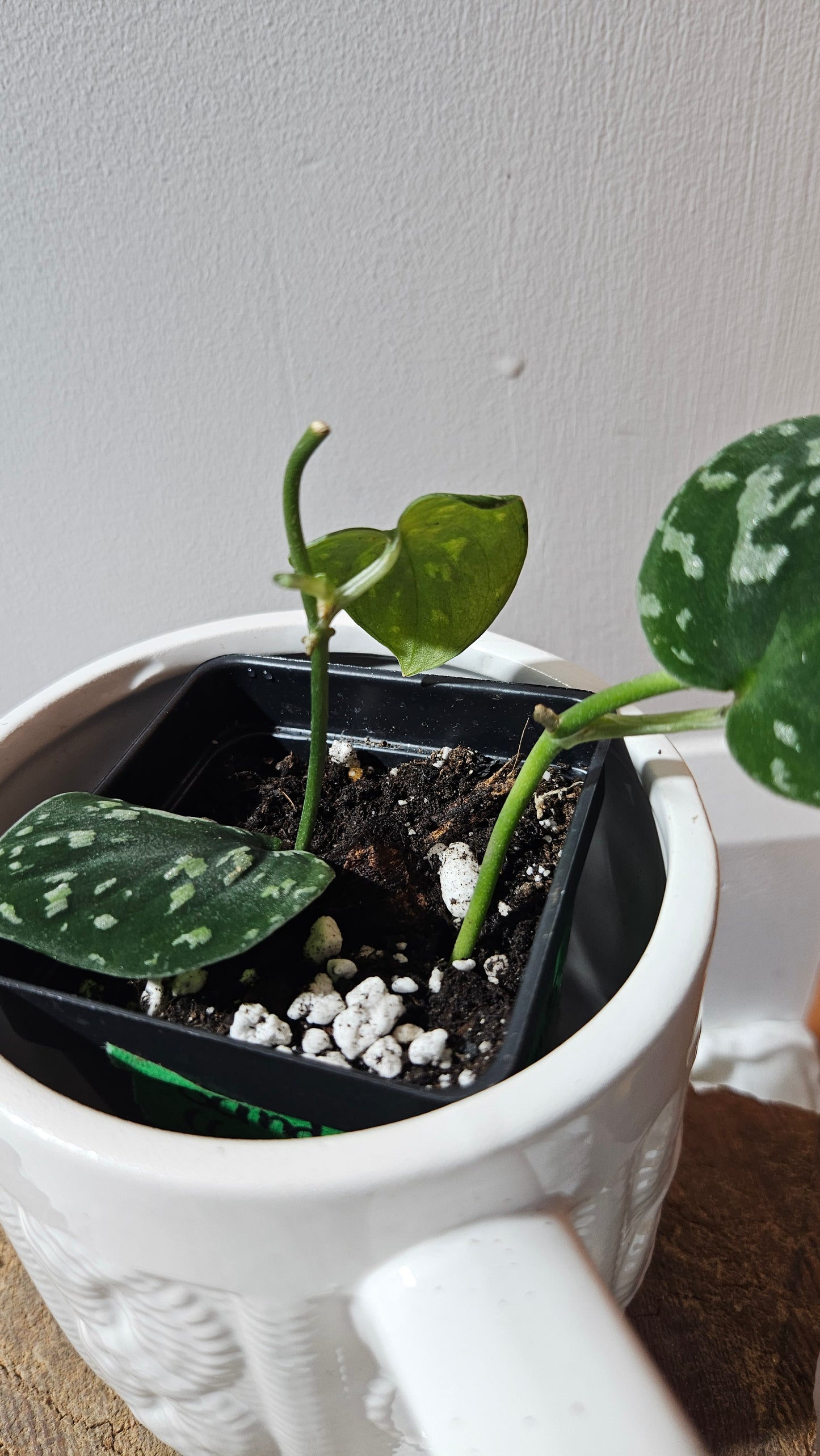 Scindapsus Tricolor Dark Form (SCI-1134)