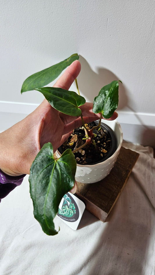 Anthurium Blue Ocean (Blue Papi X AOS) "format MOYEN" (ANT-316)