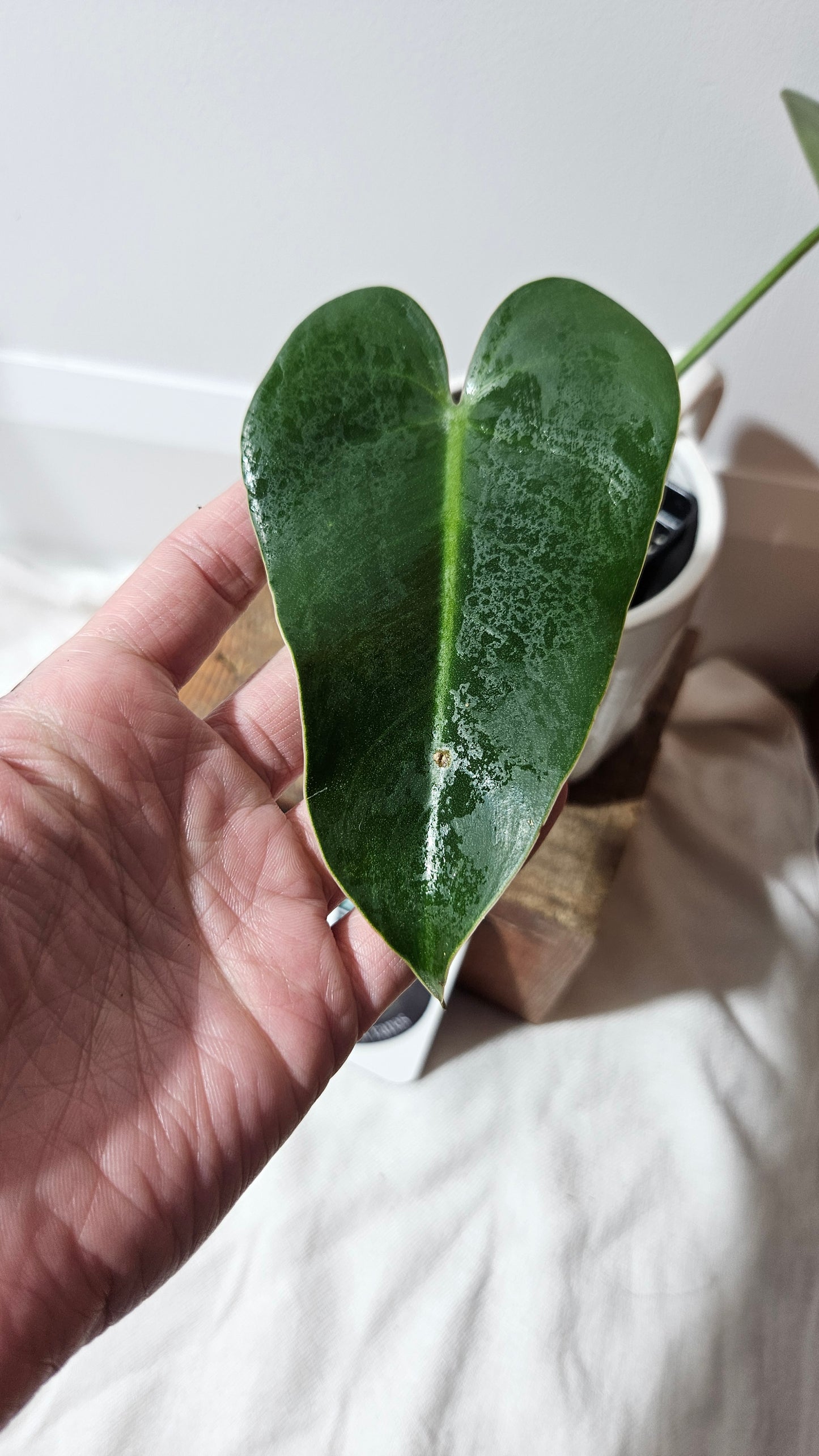 Philodendron Ilsemanii Green (PHI-516)