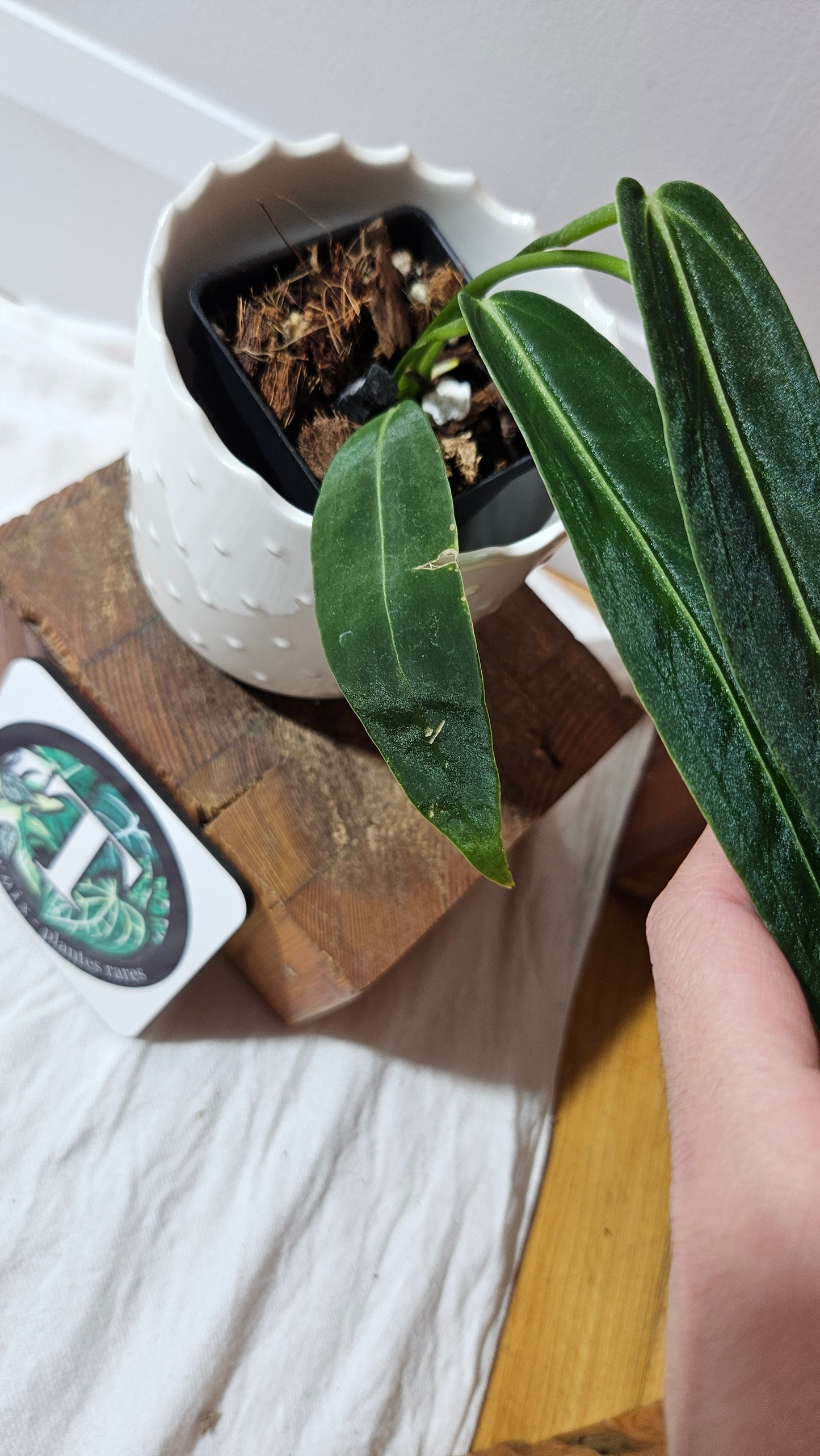 Anthurium Warocqueanum Dark "format MOYEN"(ANT-603)