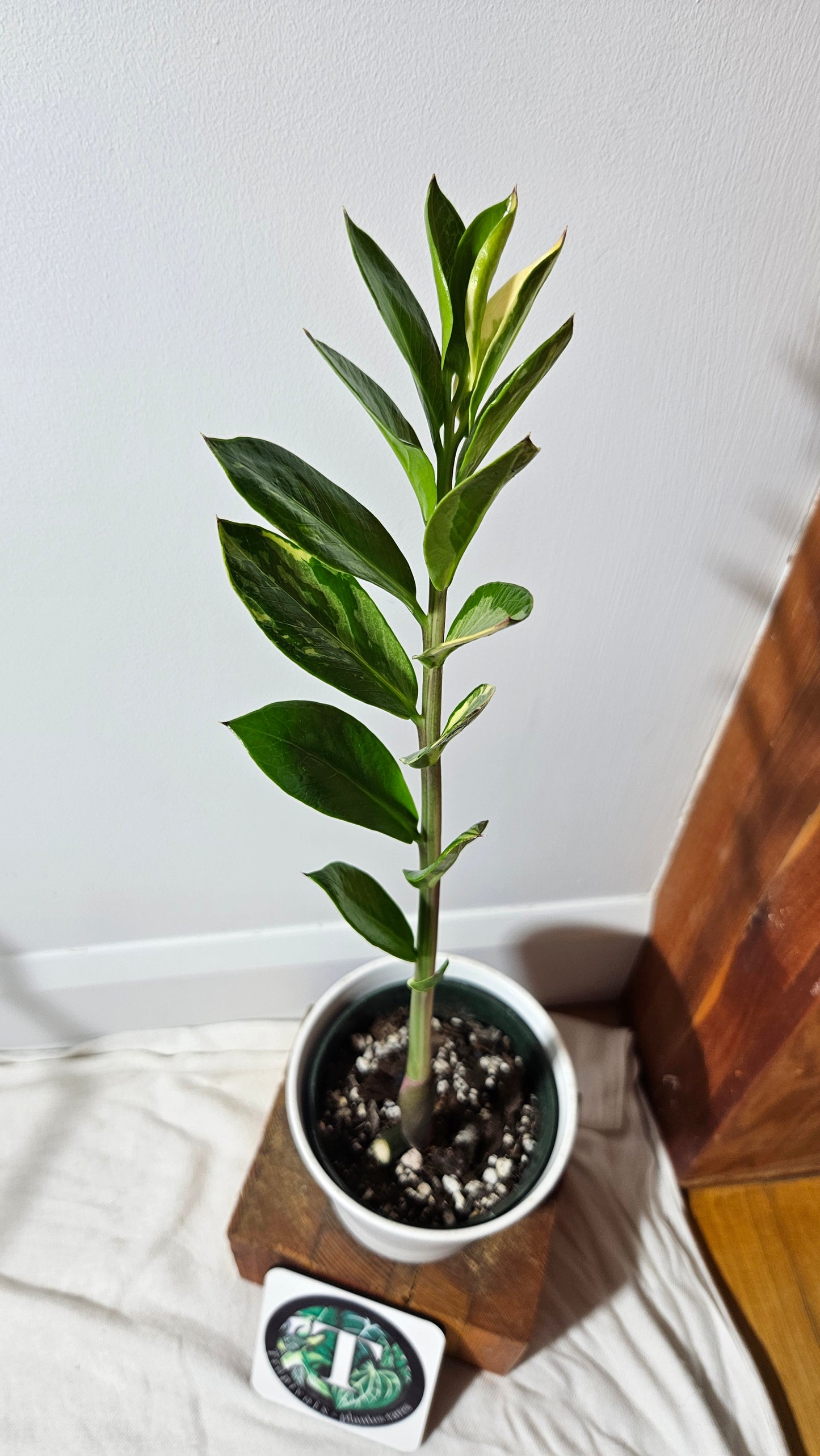 Zamioculcas zamiifolia Variegata/ZZ (AUT-032)