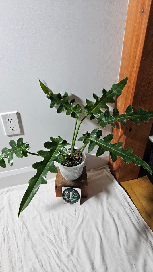 Philodendron Bob Cee (PHI-895)