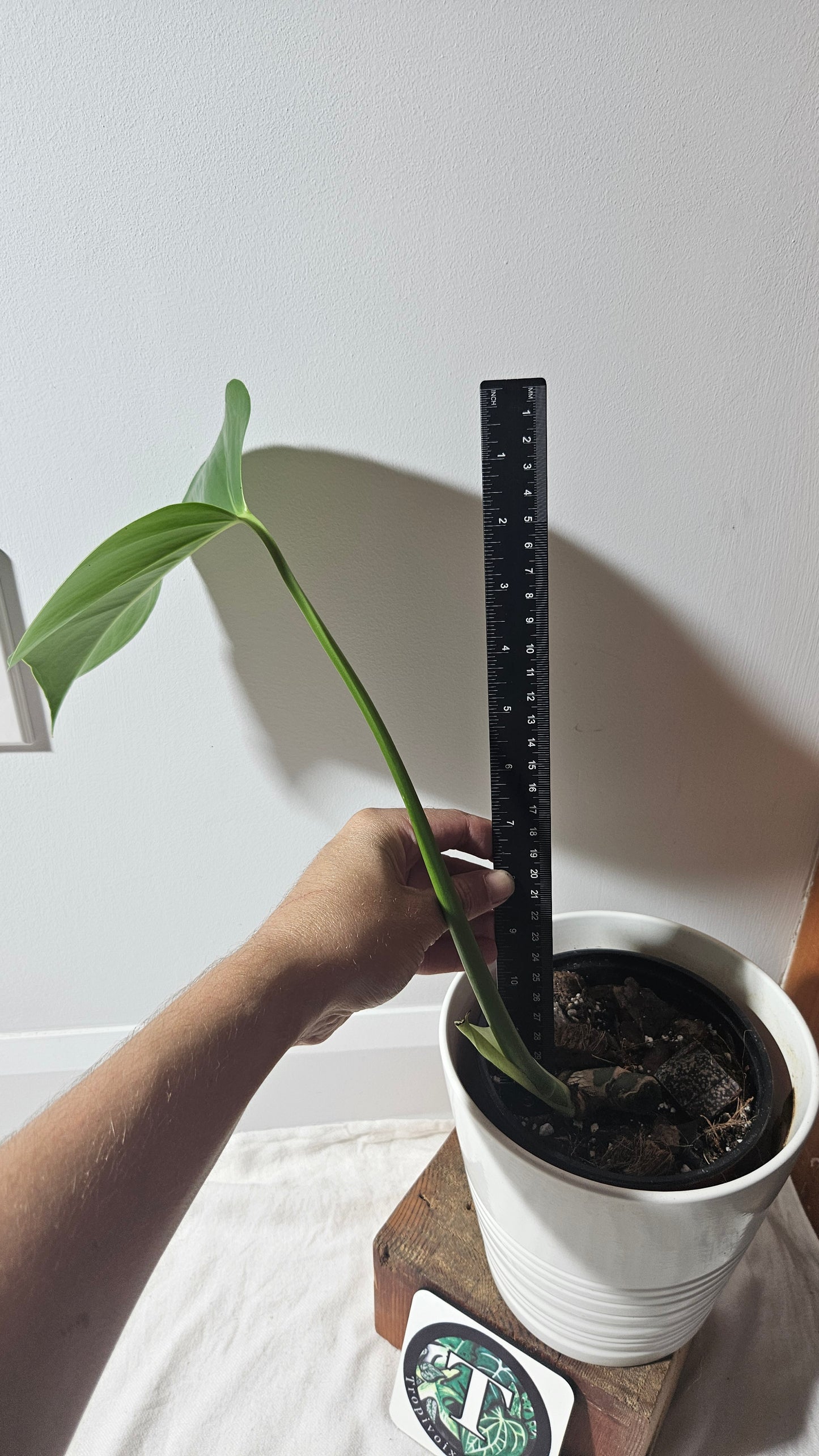 Monstera Brazilian Form (MON-450)