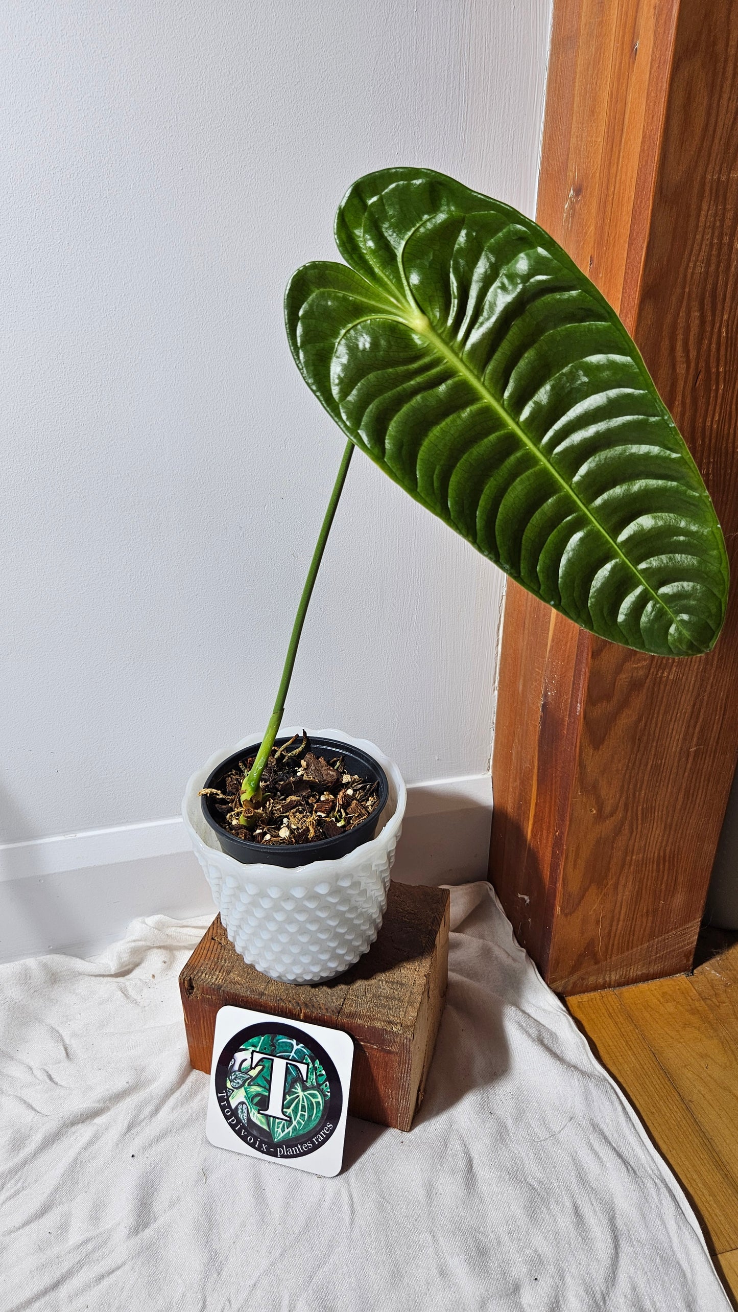 Anthurium Veitchii "format LARGE" (ANT-133)