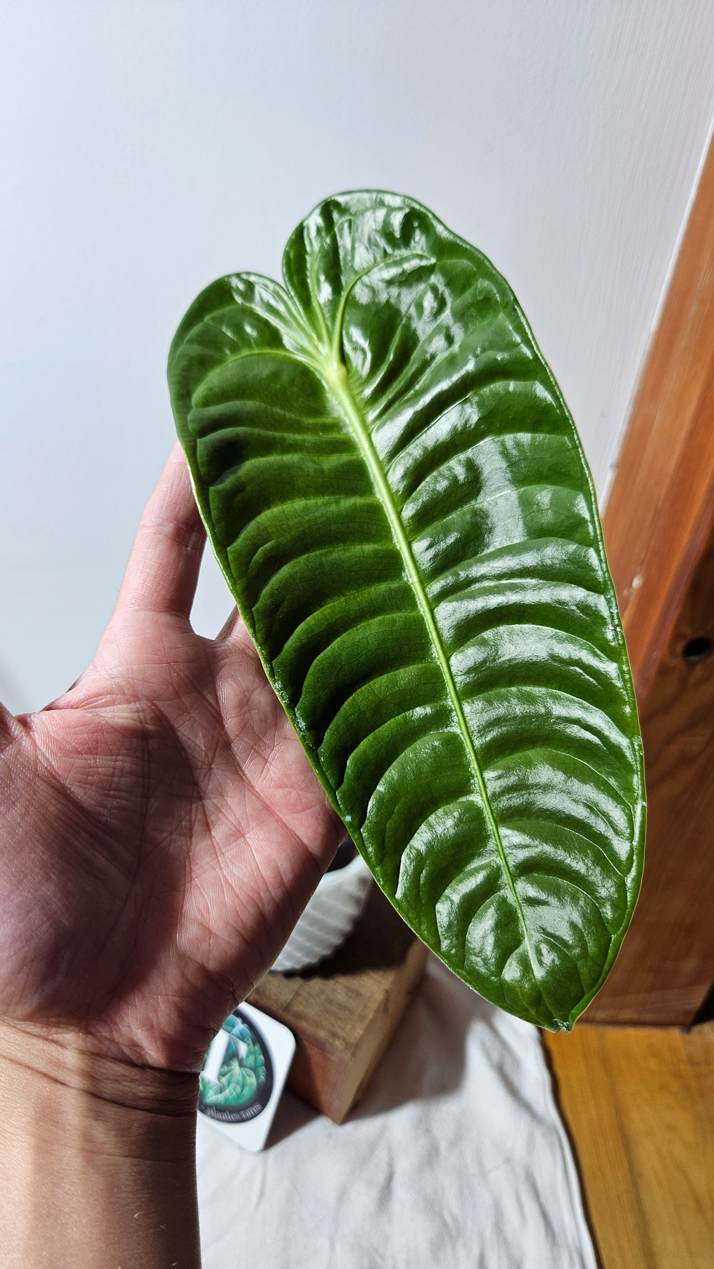 Anthurium Veitchii "format LARGE" (ANT-133)