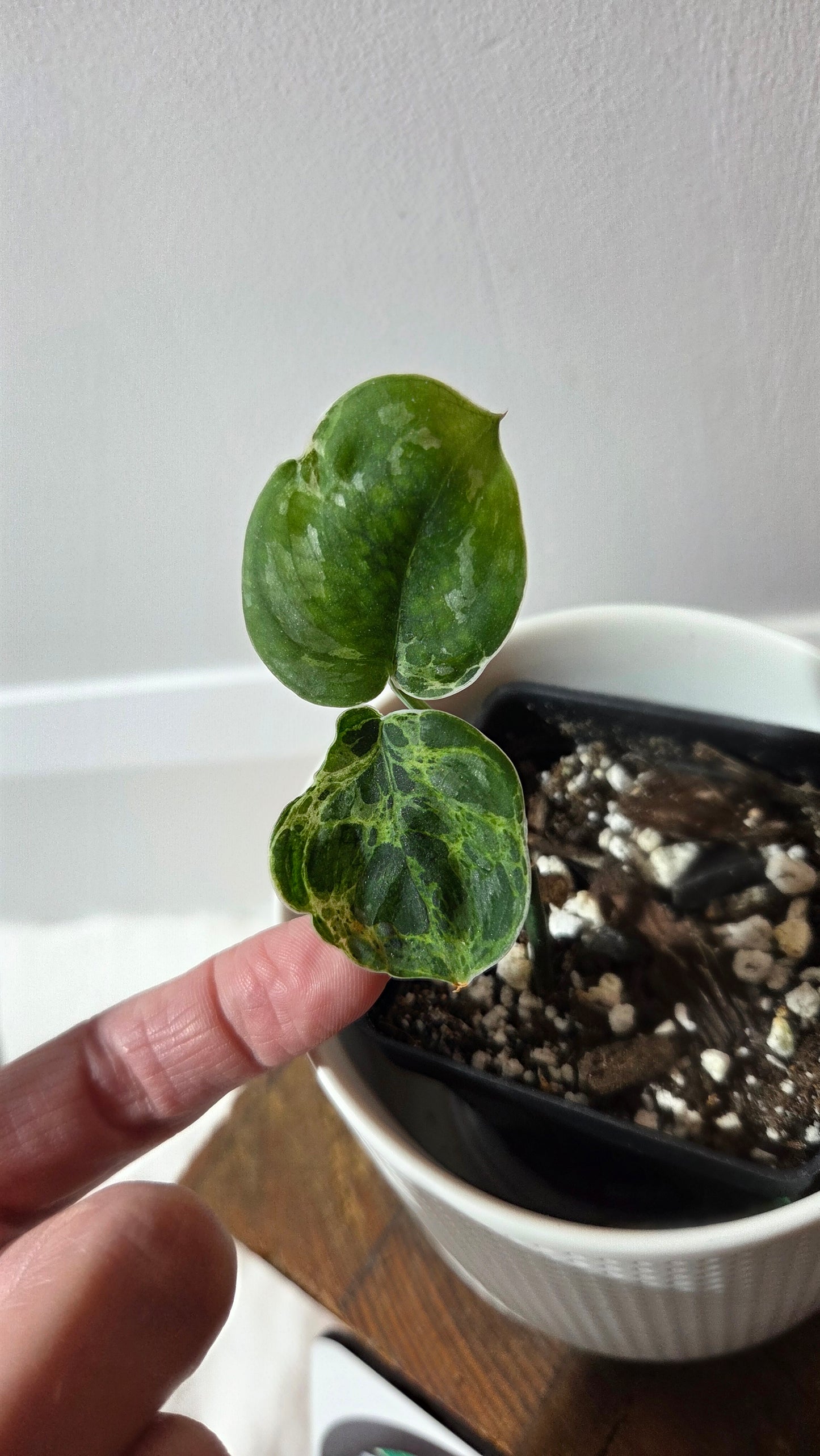 Scindapsus Argyraeus Mejile  (SCI-1381)