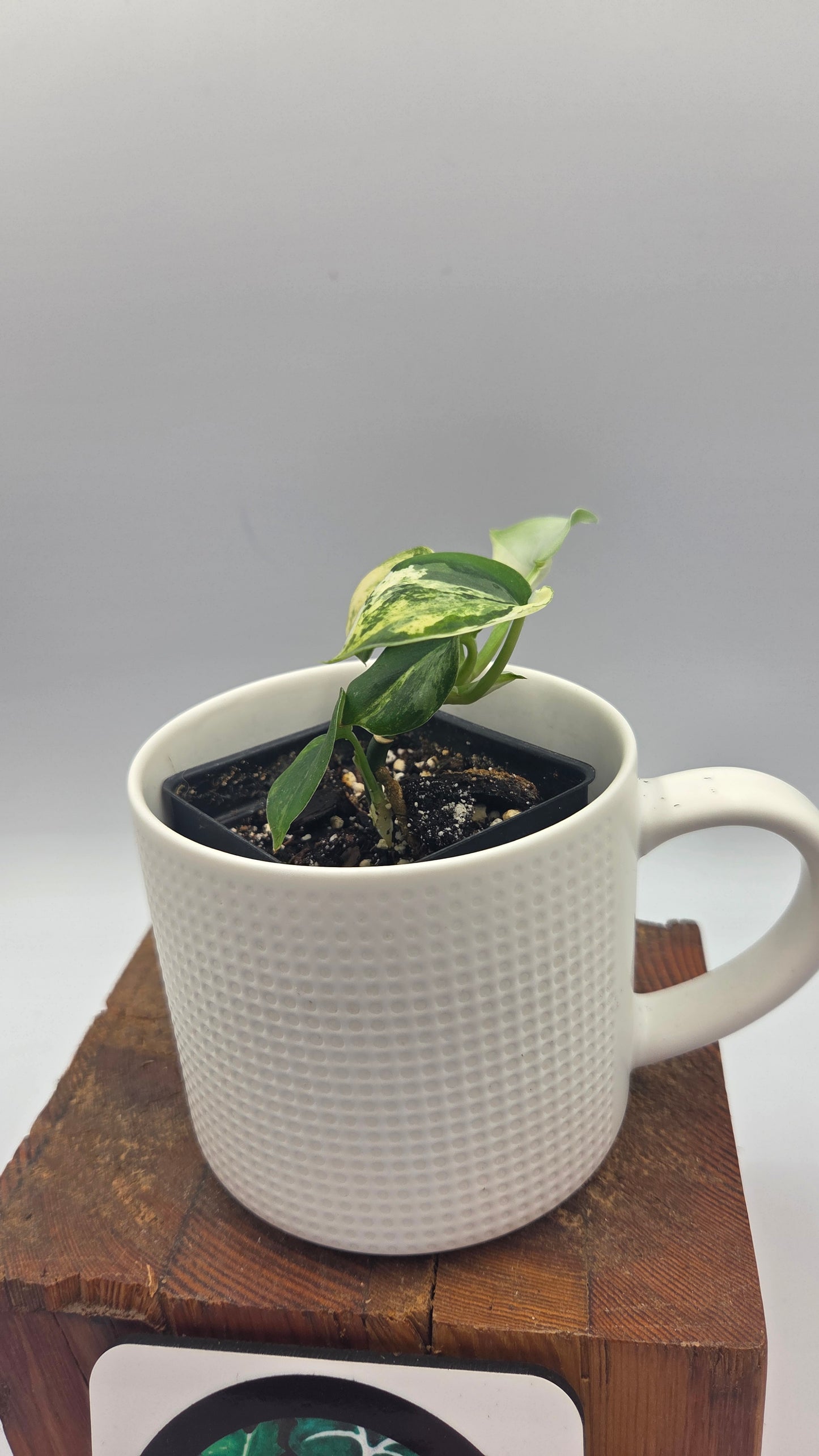 Scindapsus Silver Splash Variegata (SCI-568)