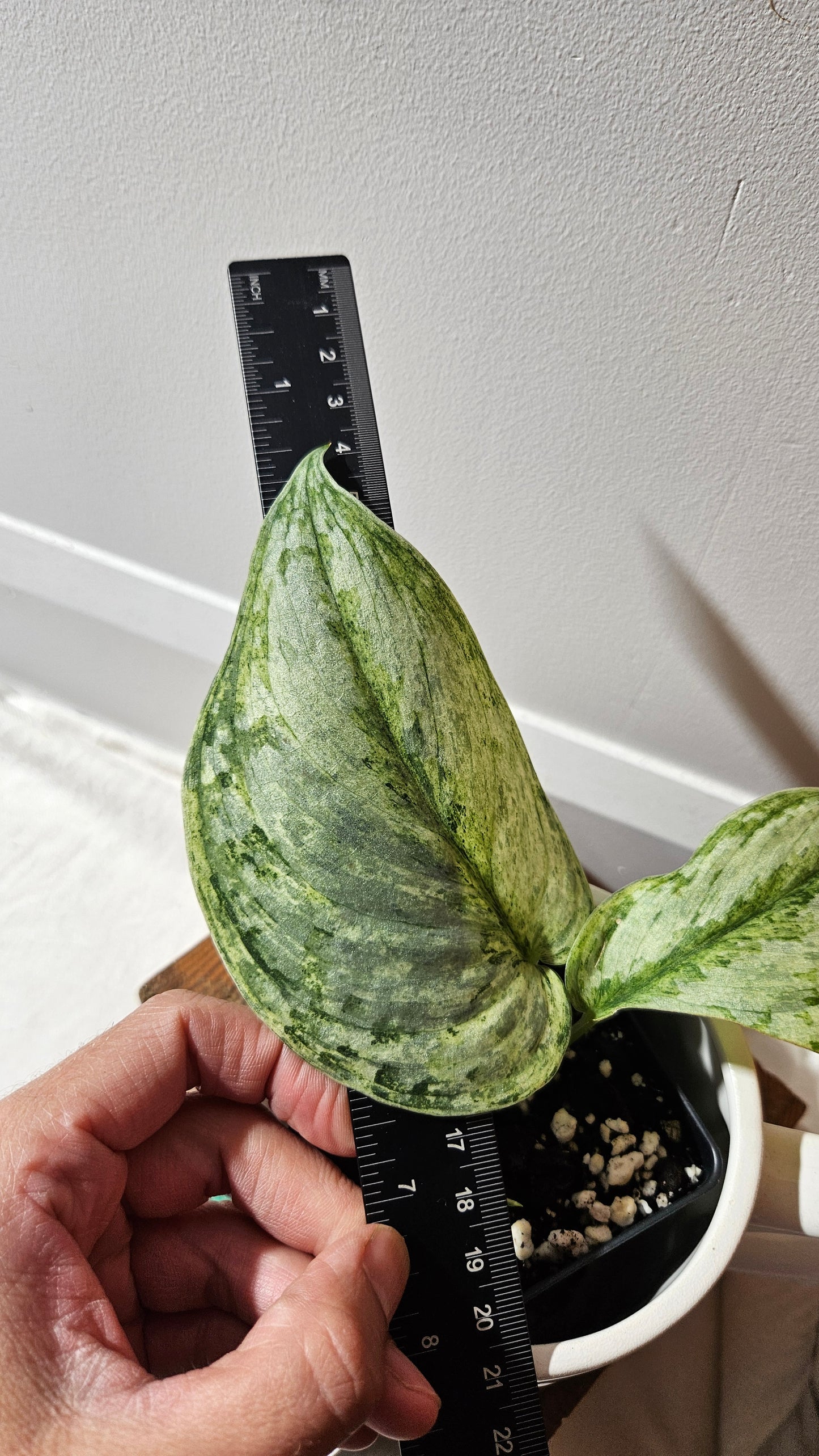 Scindapsus Peasun (SCI-1060)