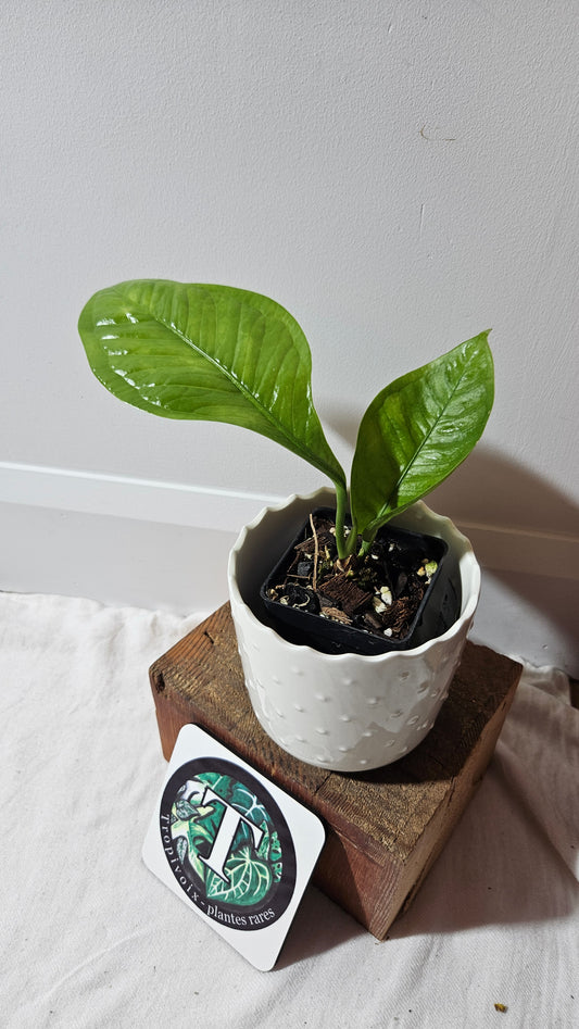 Anthurium Oxycarpum "format PETIT"(ANT-301)