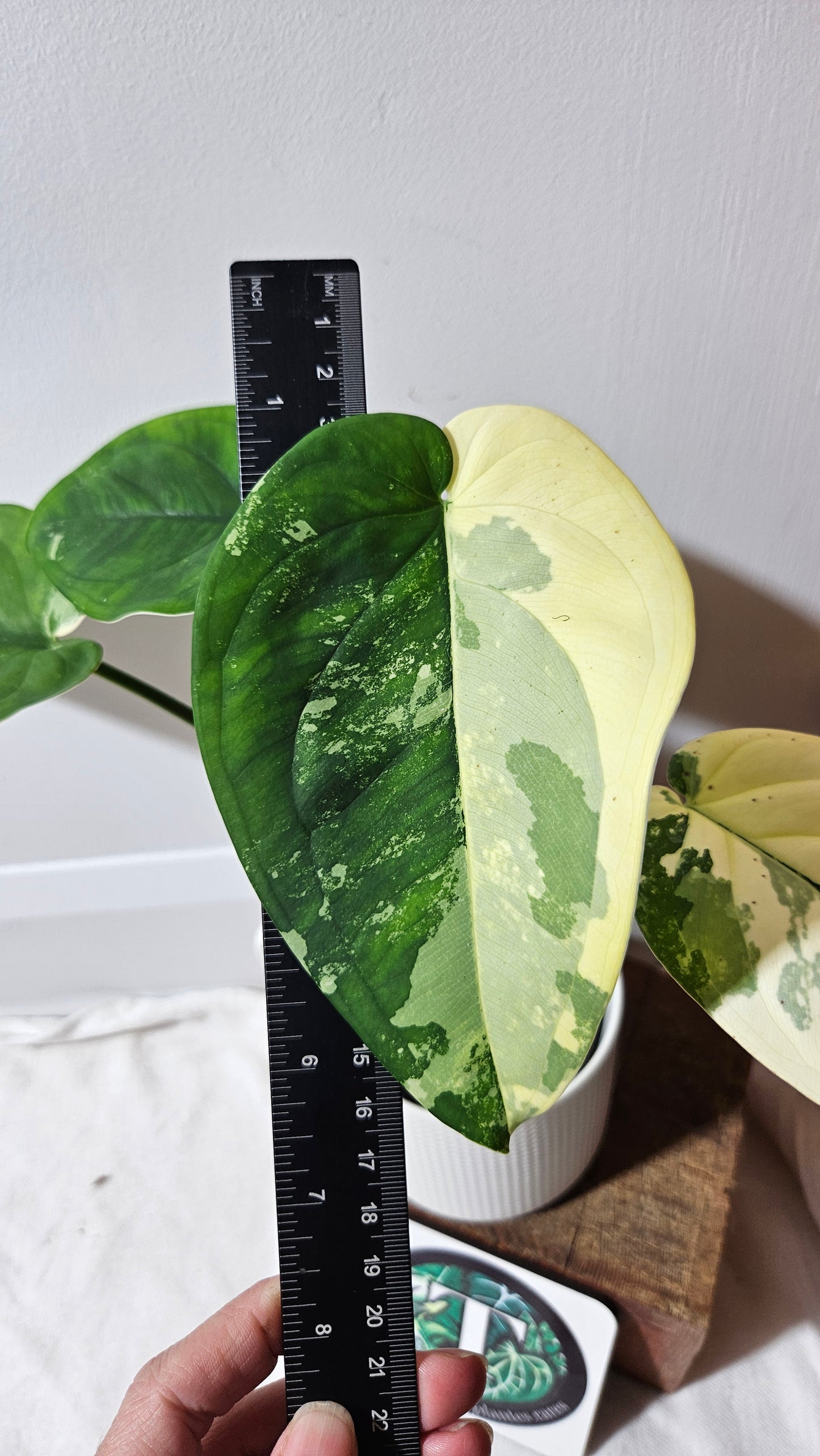 Syngonium Chiapense Albo (SYN-481)