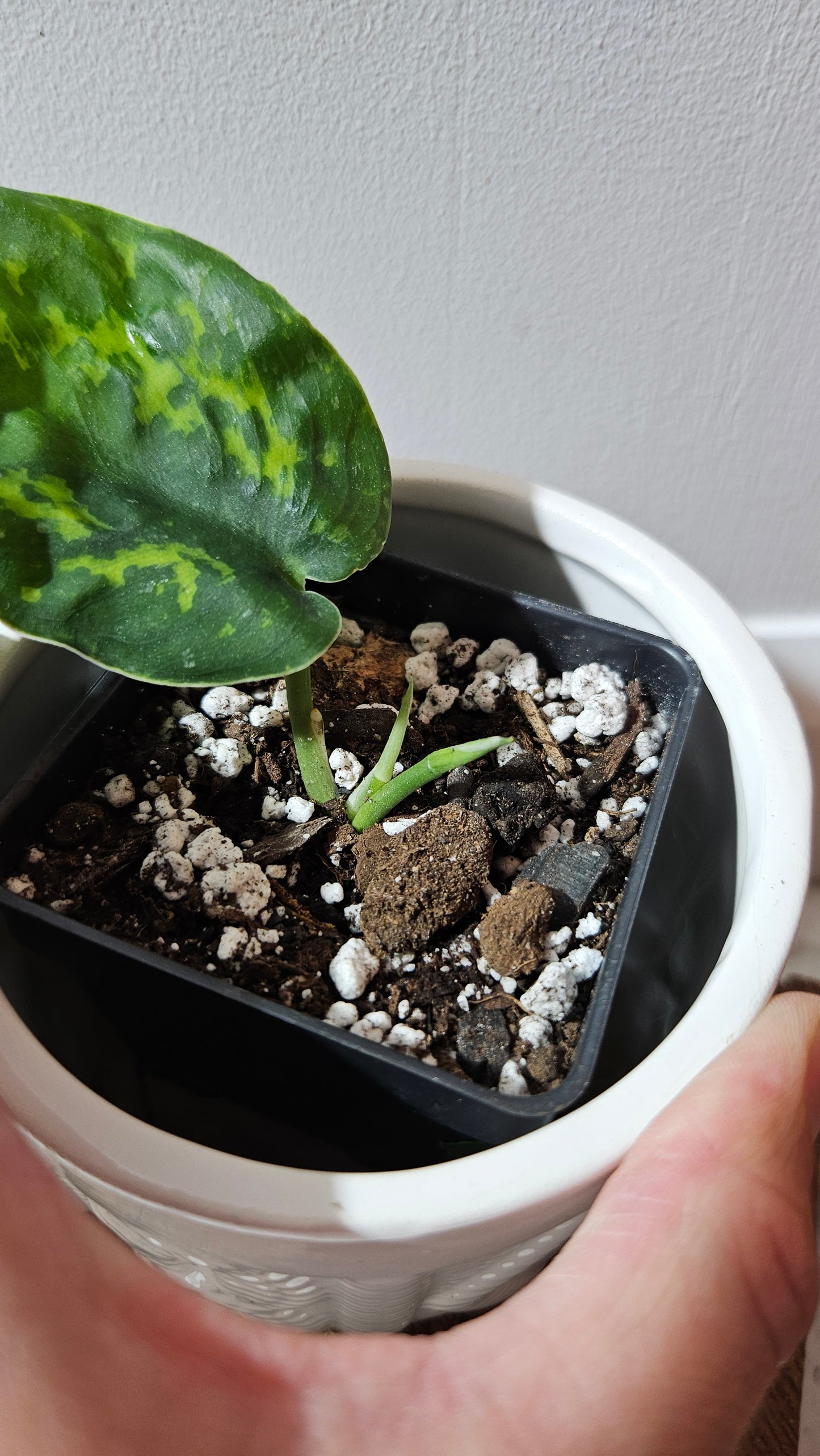 Scindapsus Macan (SCI-1269)