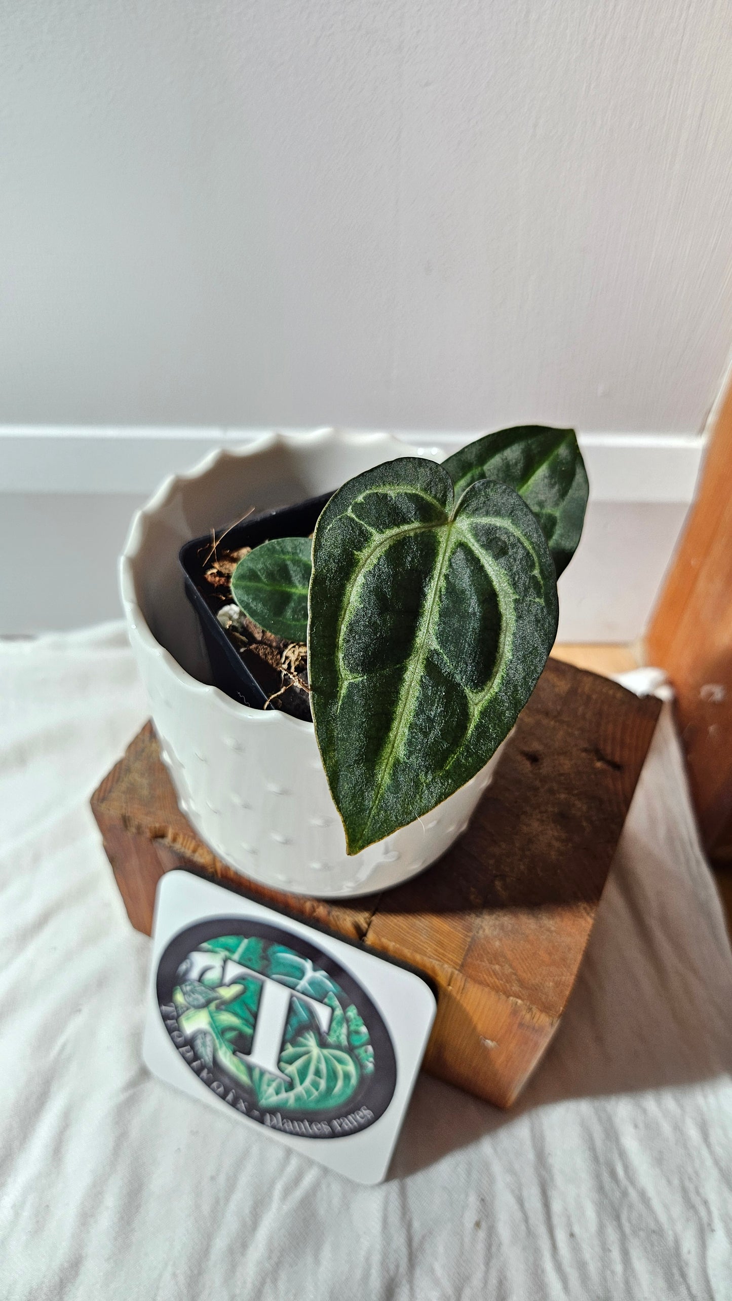 Anthurium  Carlablackiae (d'équateur) "format PETIT" (ANT-609)