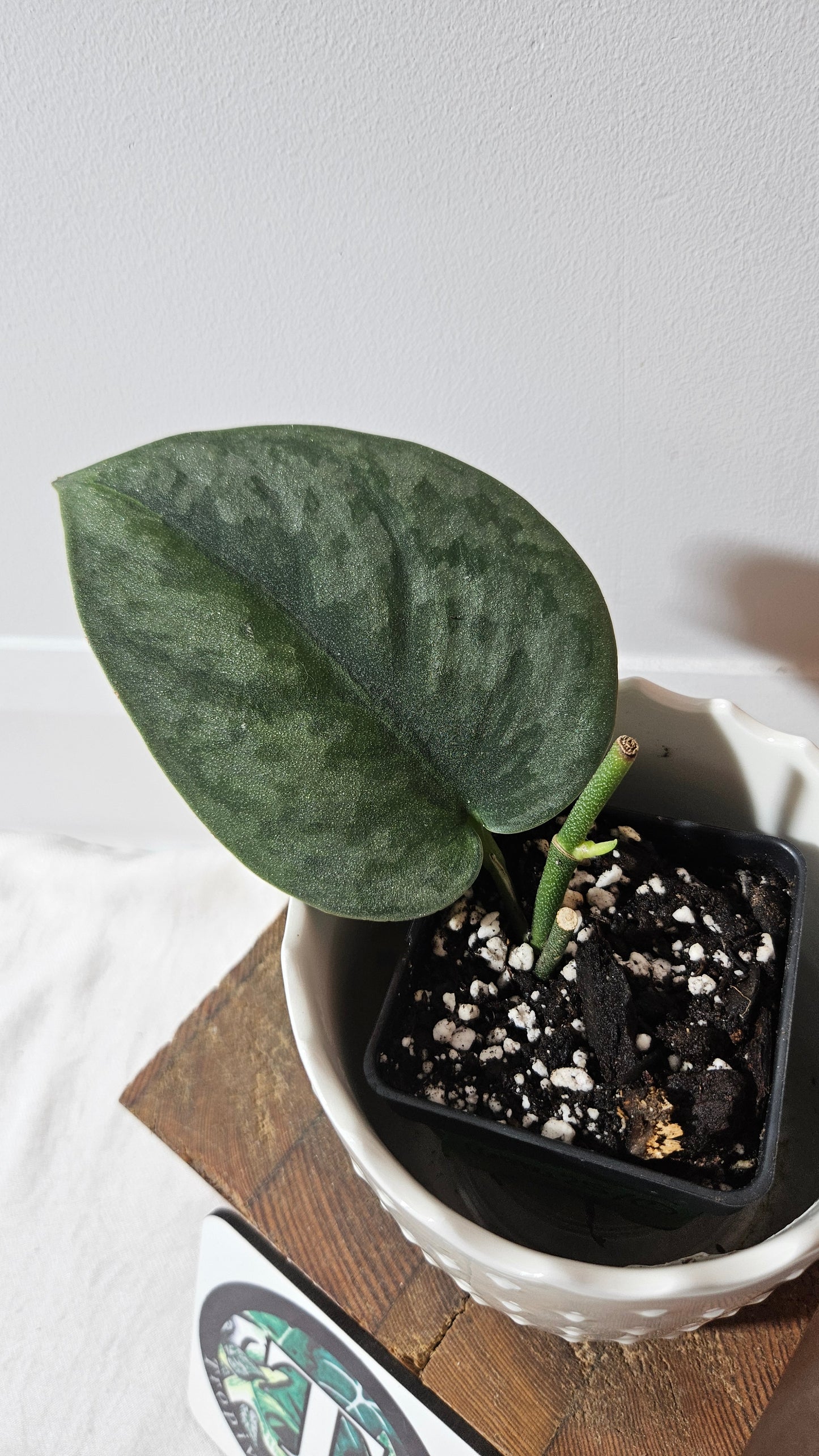 Scindapsus Venom (SCI-1018)