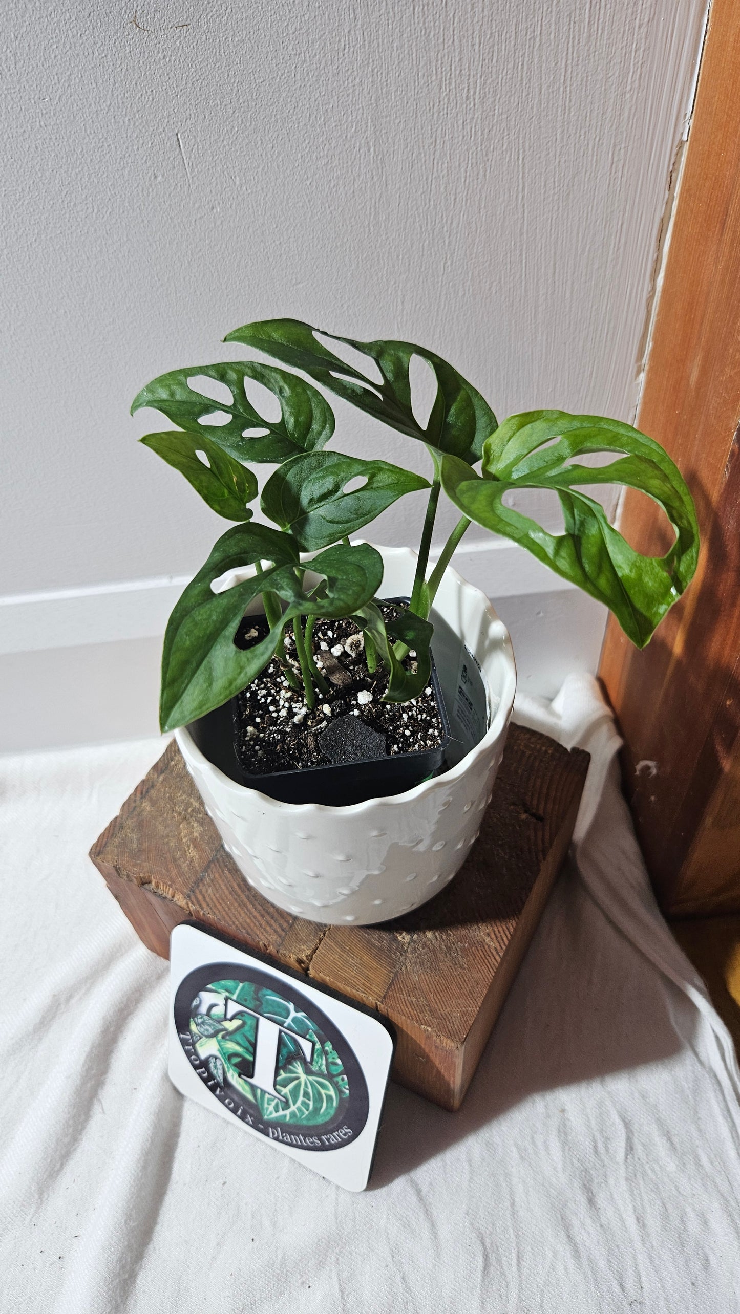 Monstera Obliqua Aff Patchicutza (MON-431)